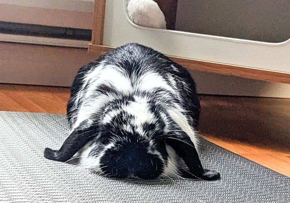 A beautiful rabbit sleeping