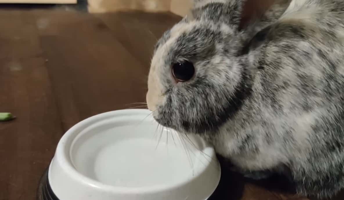 Bunny drink water