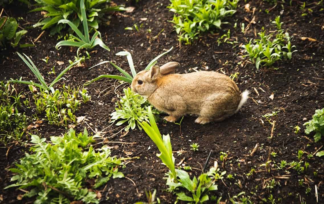 rabbit eats greens in the garden