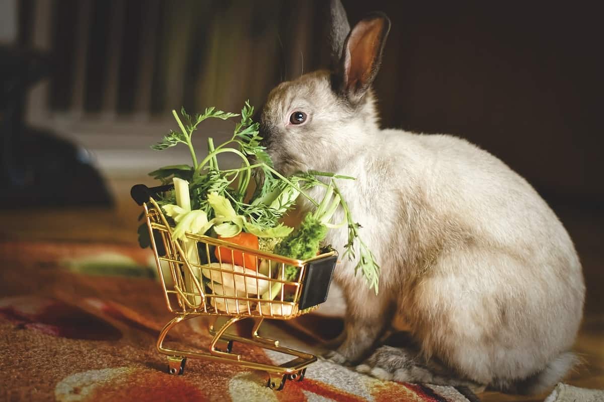 Bunnys food - image 1