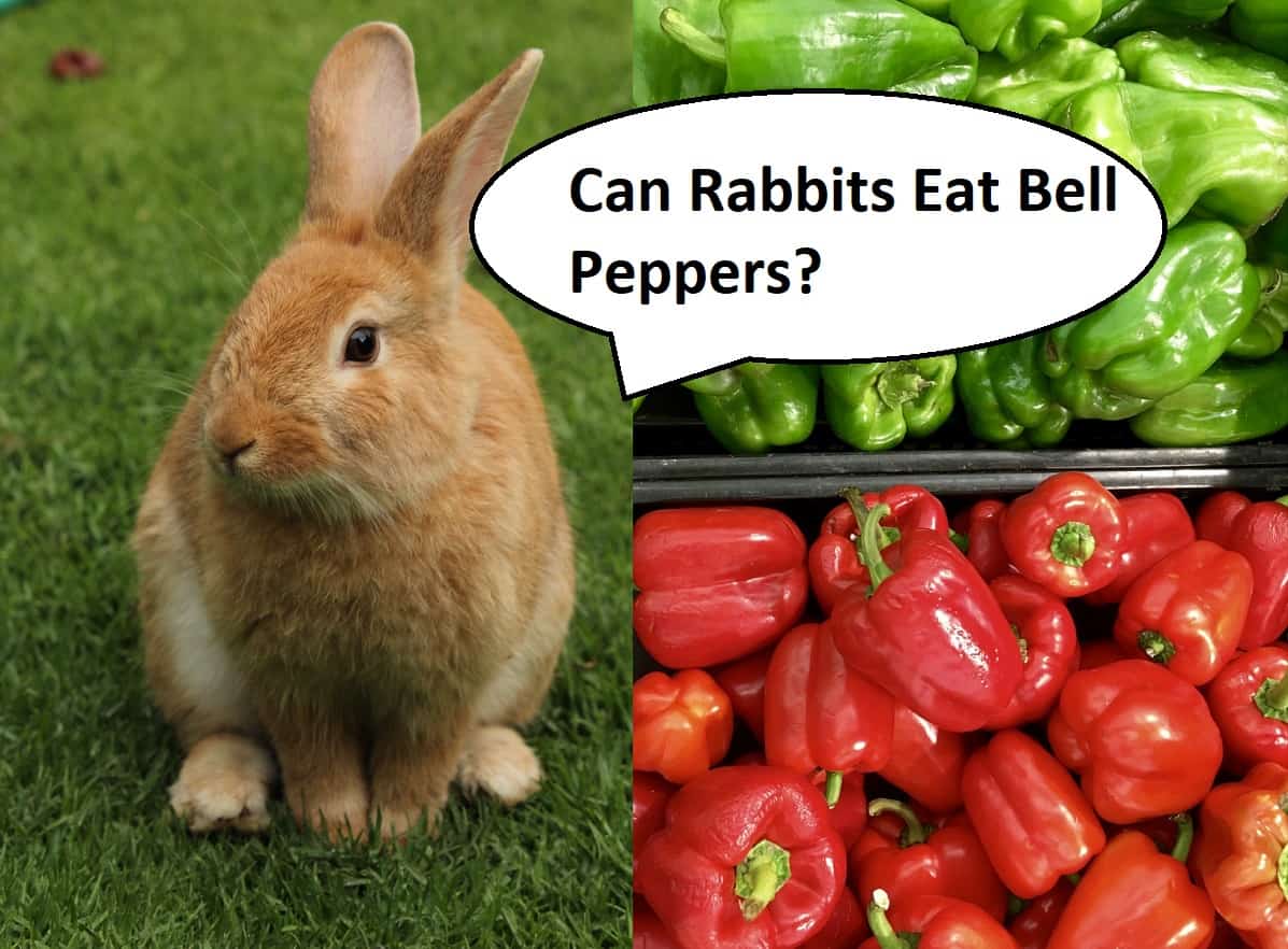 Can Rabbits Eat Bell Peppers