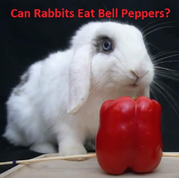 White bunny eat red peppers