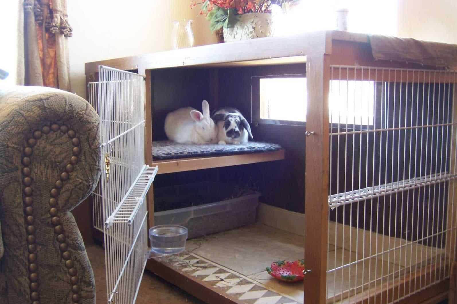 Advantages Of Indoor Bunny Set Up