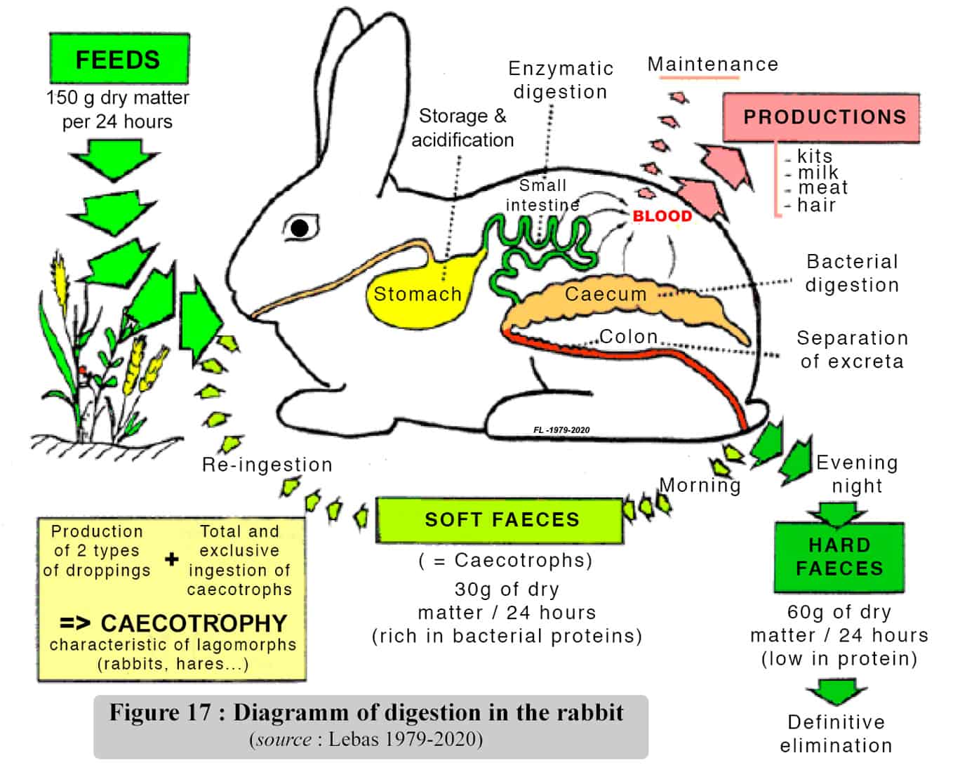 Anatomy And Physiology Of 7 Day Old Rabbits