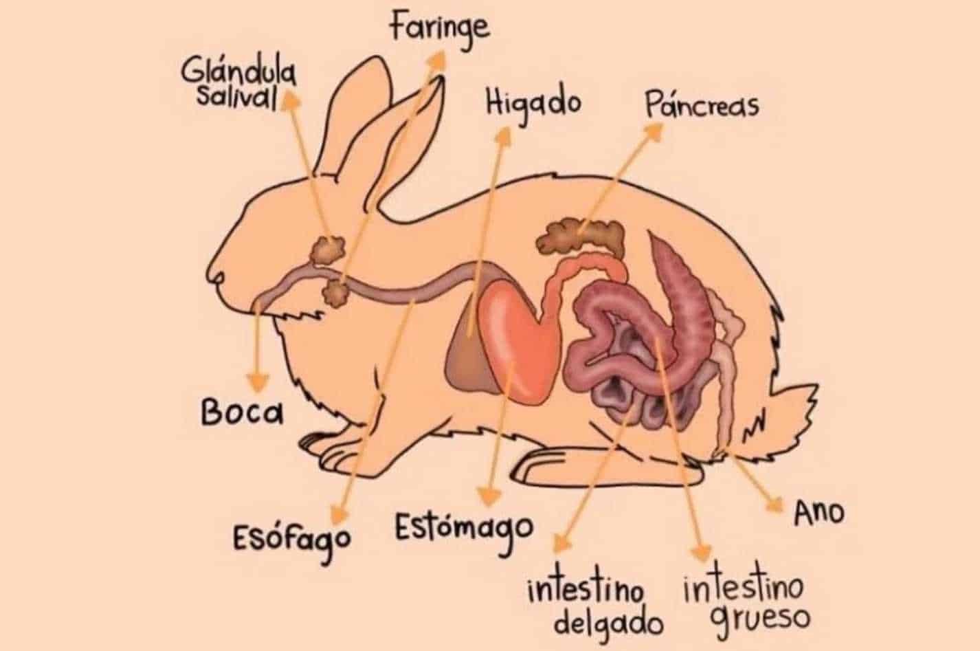 Anatomy Of Rabbits