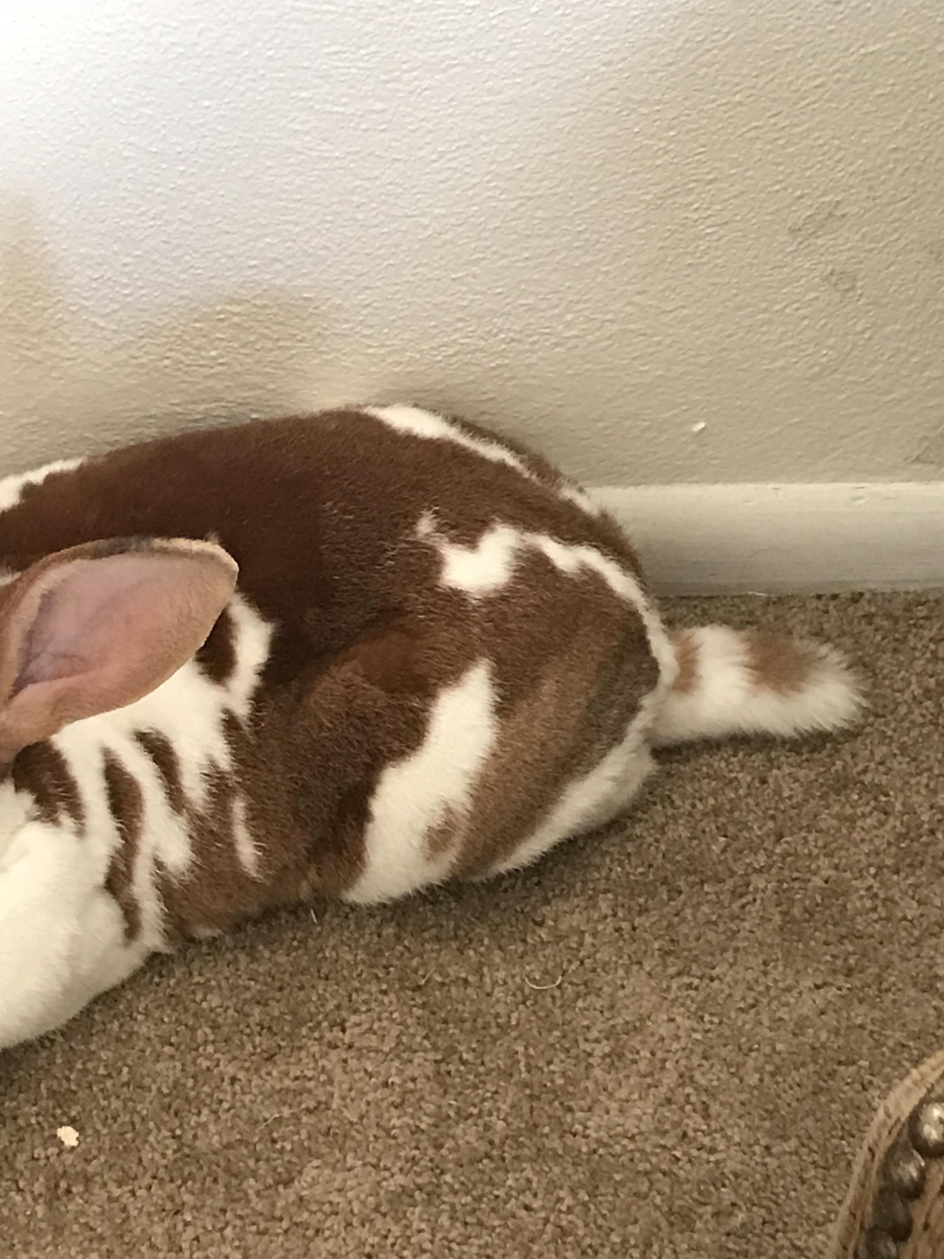 Are Rabbit Tails Actually Long?
