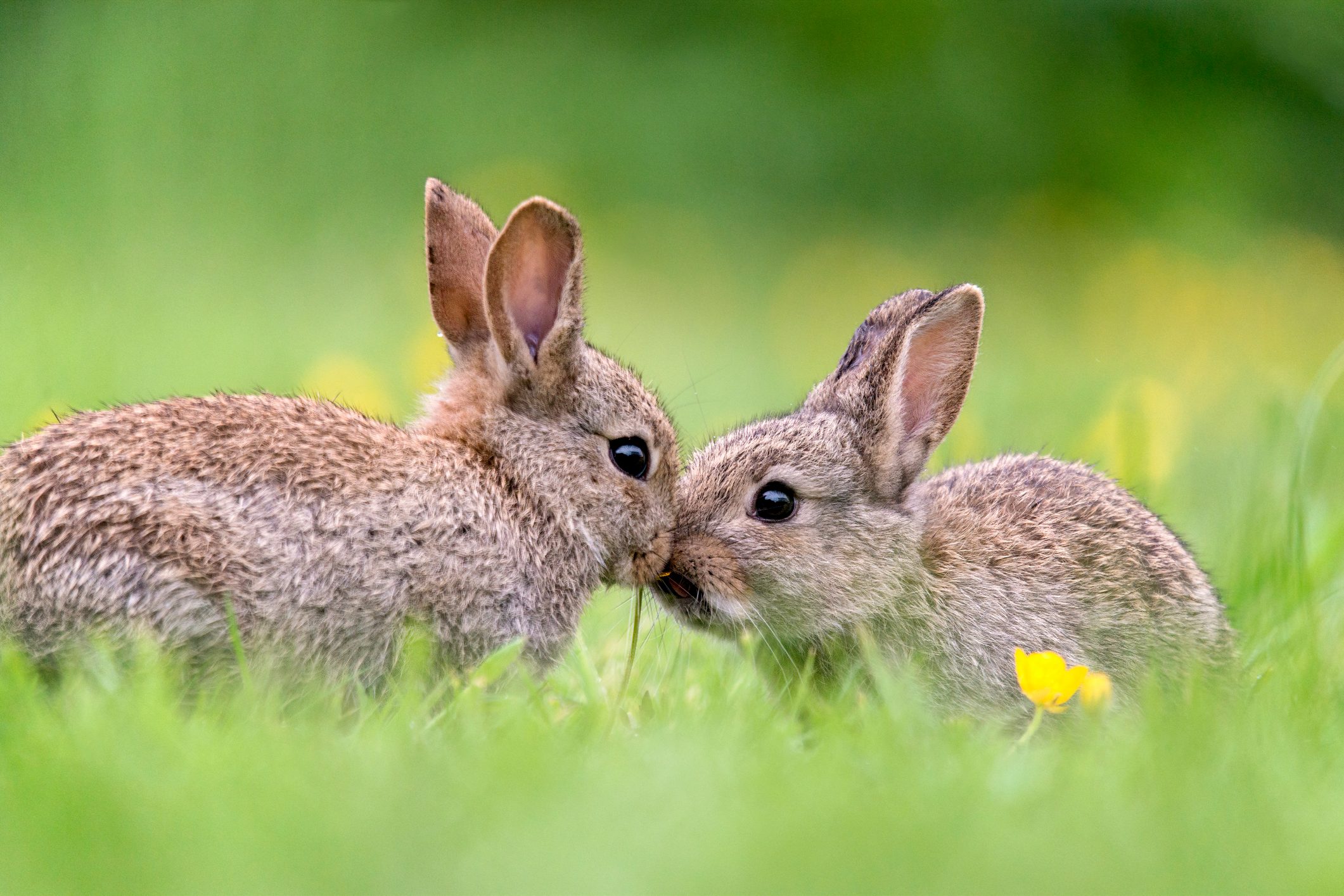 Baby Bunny Appearance And Behaviour