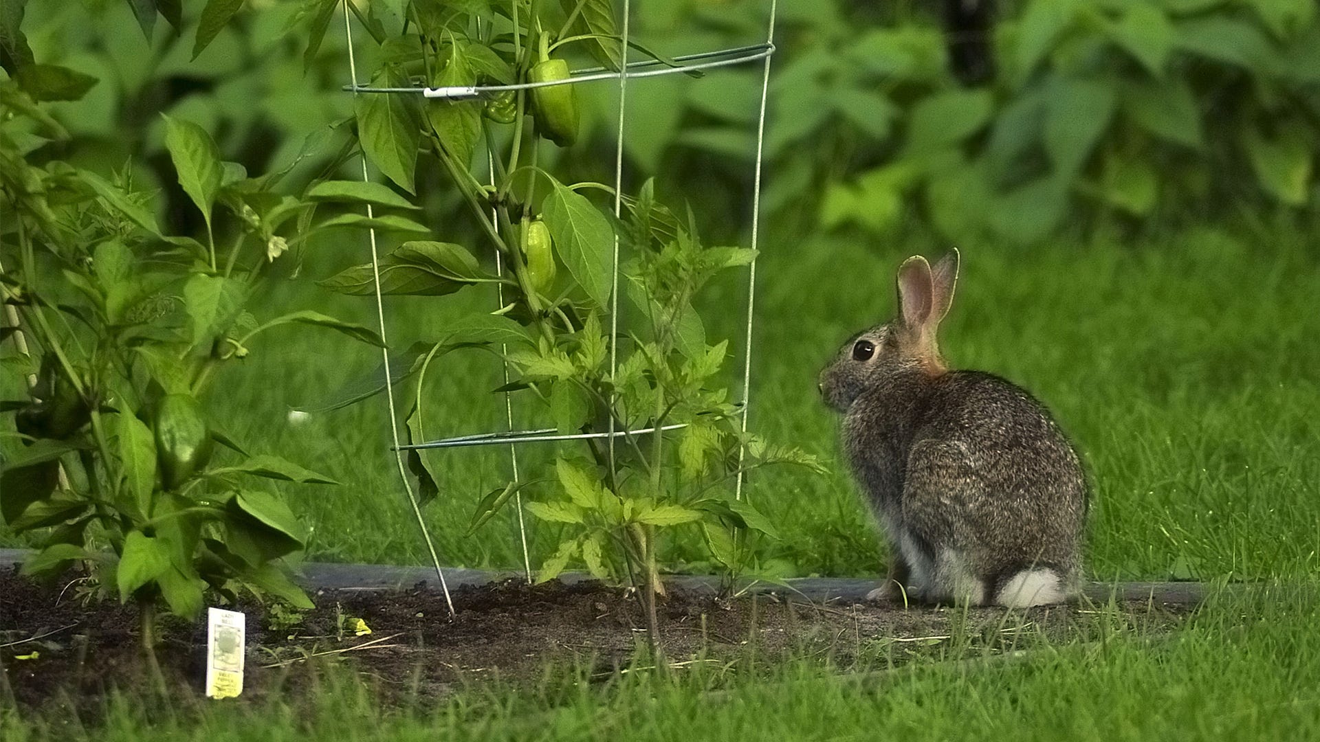 Benefits Of Fencing For Rabbits