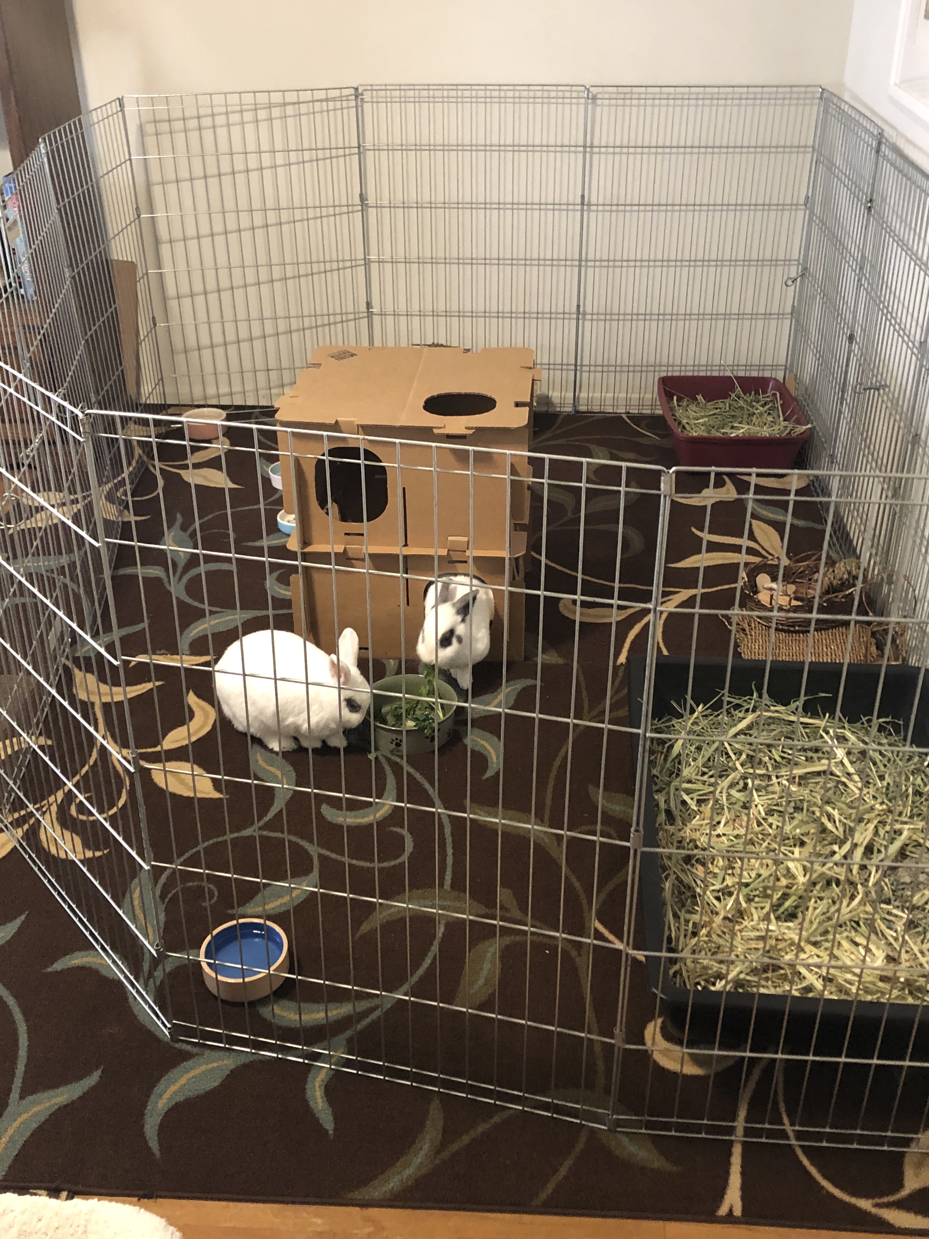 Bunny Habitat Ideas