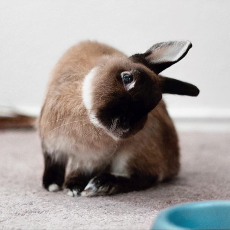 Watch and Learn: Teach Your Bunny to Roll Over with These Simple Steps ...