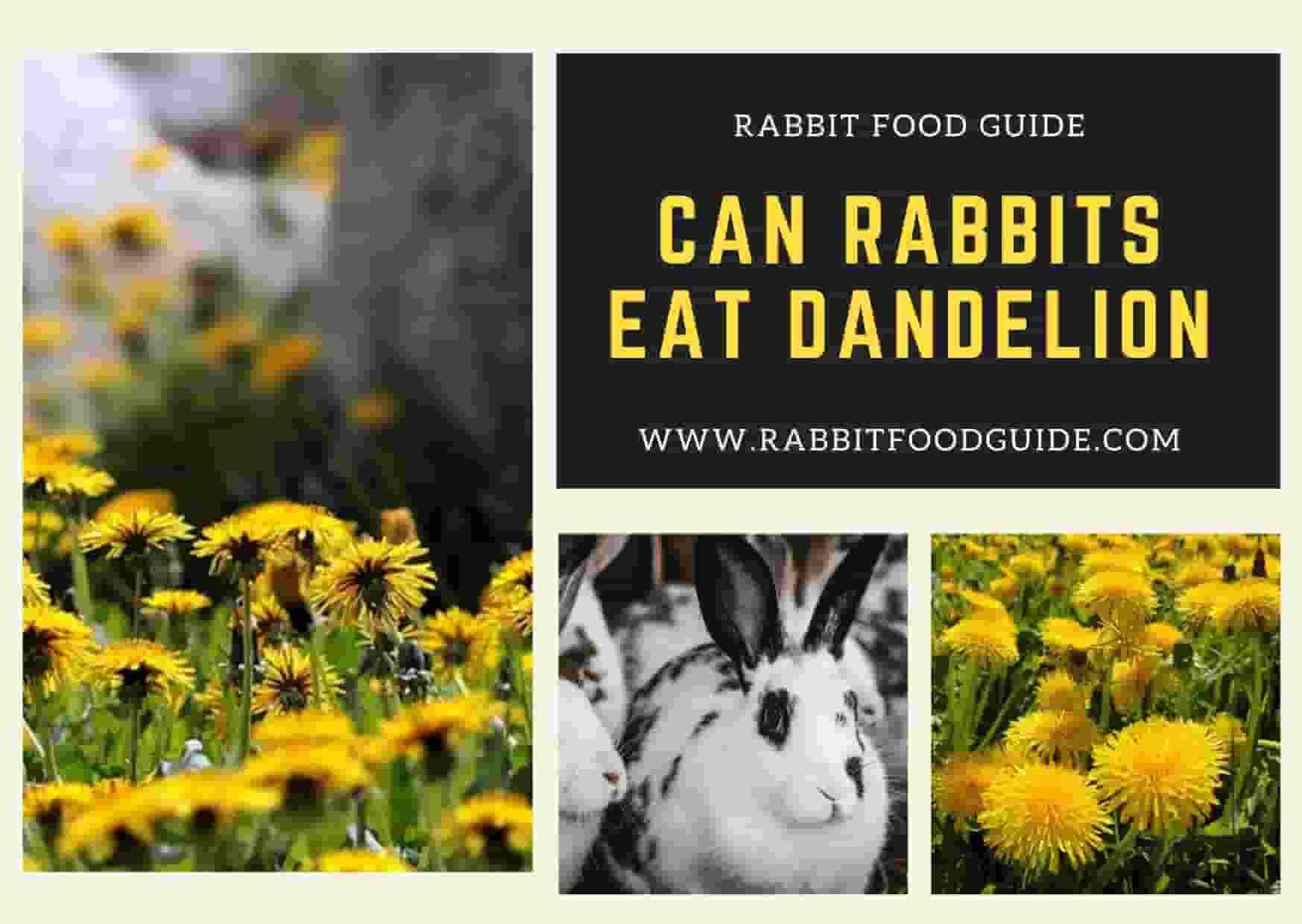 Can Rabbits Eat Dandelion Flowers?