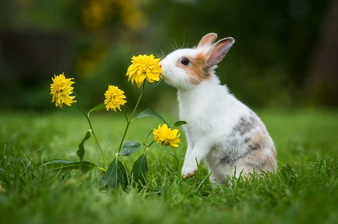 Can Rabbits Eat Dandelion Greens?