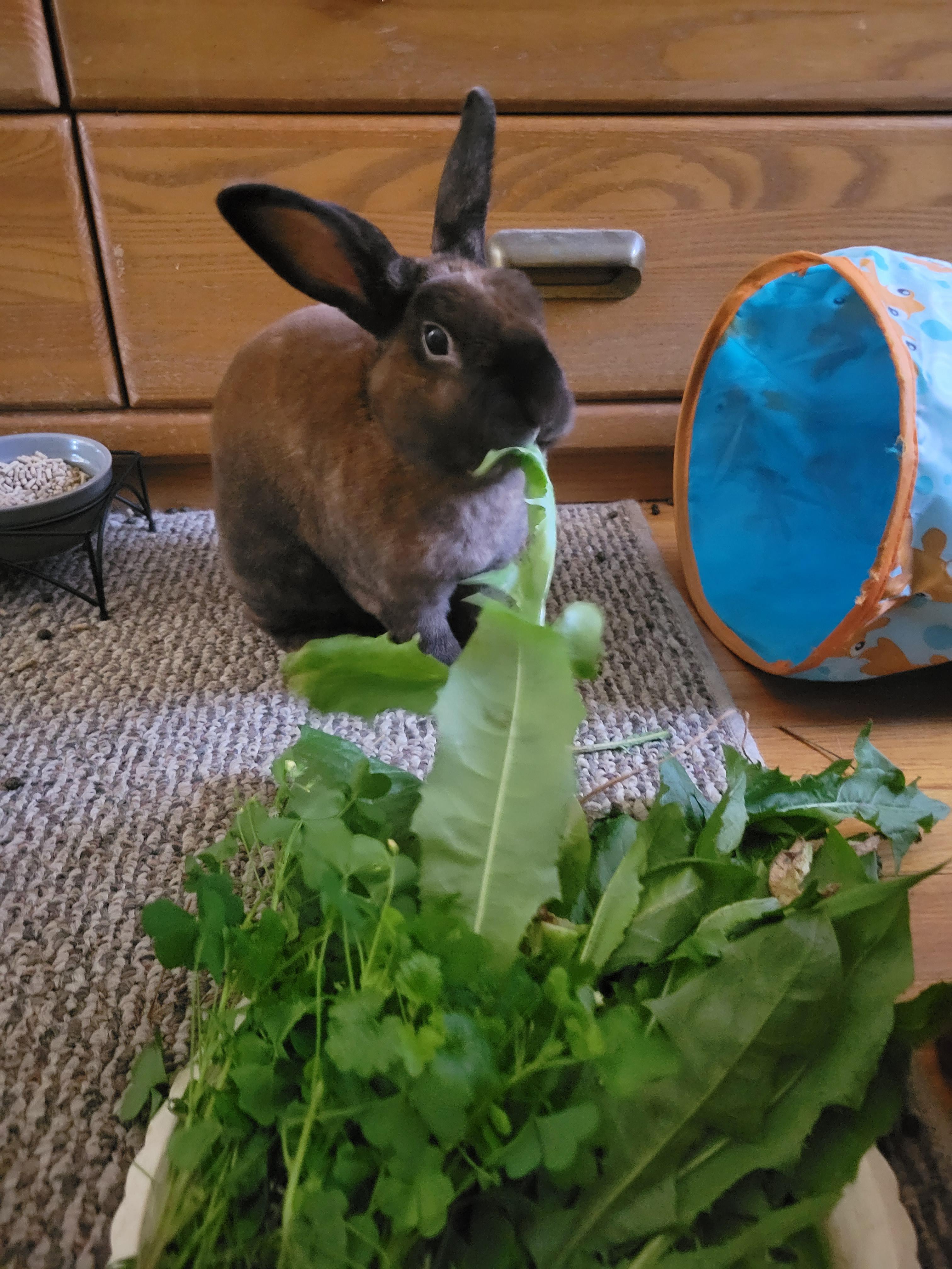 Can Rabbits Have Dandelion Greens?