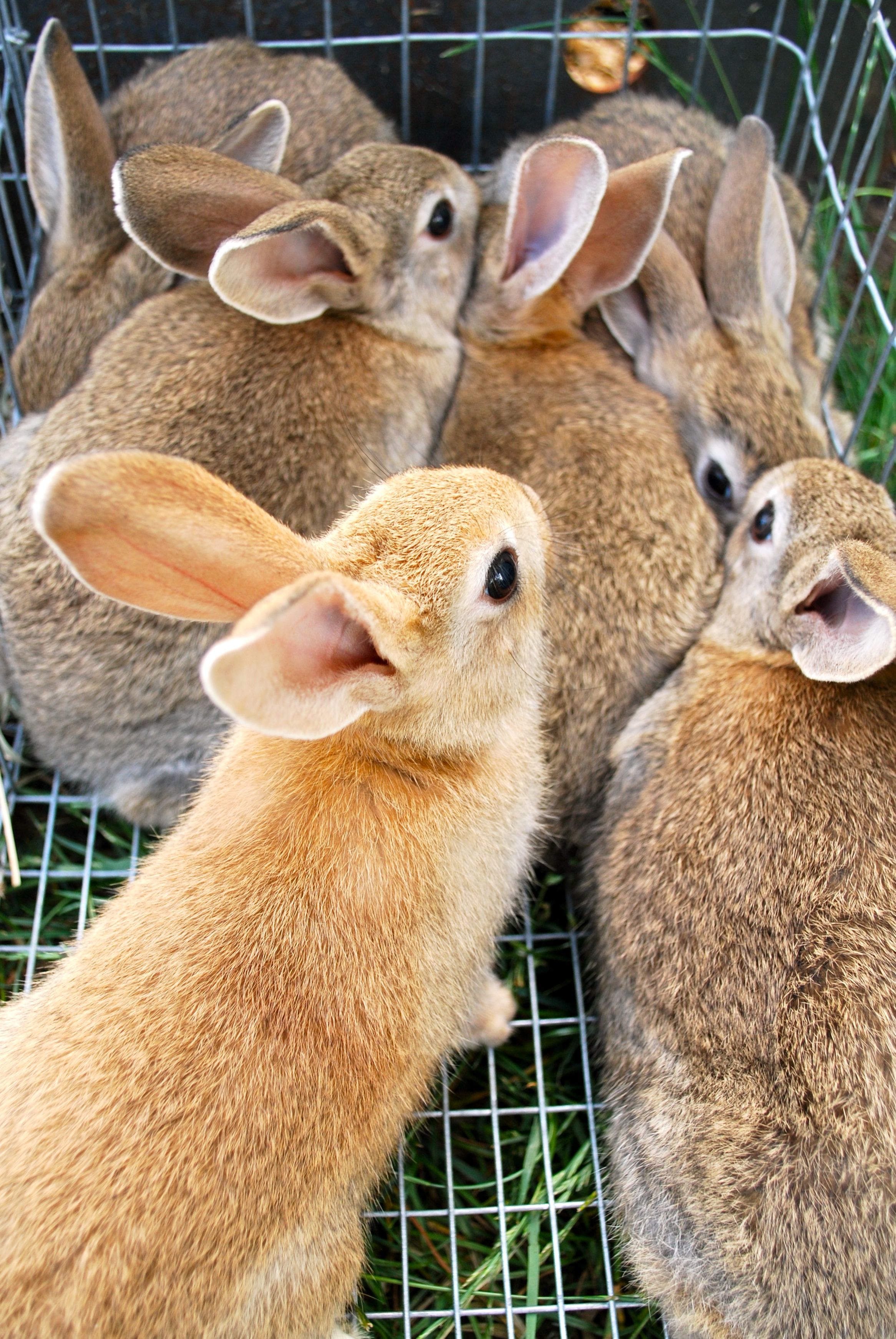 Can Rabbits Leave Mom At 6 Weeks?