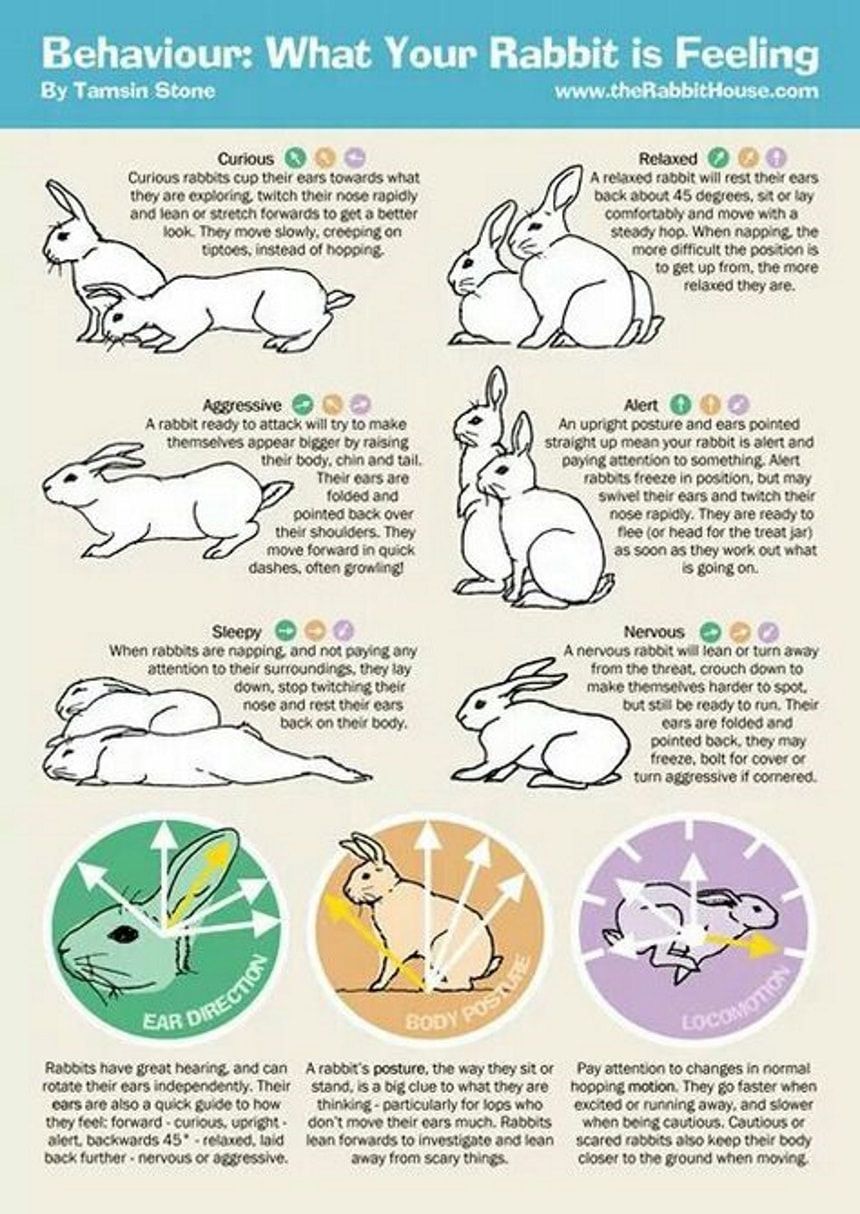 Care And Attention For A Relaxed Bunny