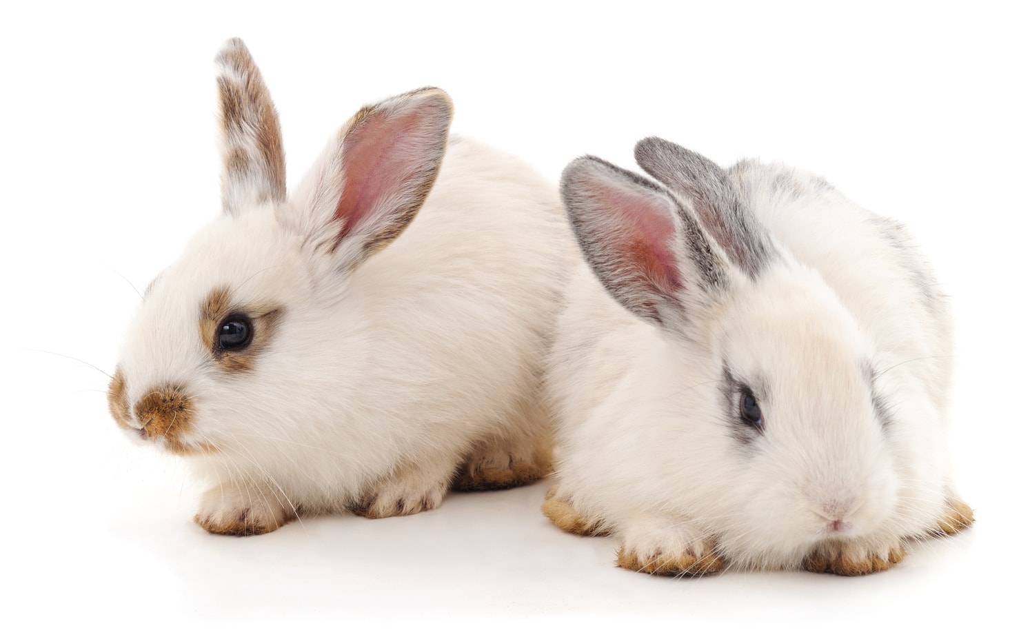 Care And Grooming For Different Rabbit Breeds
