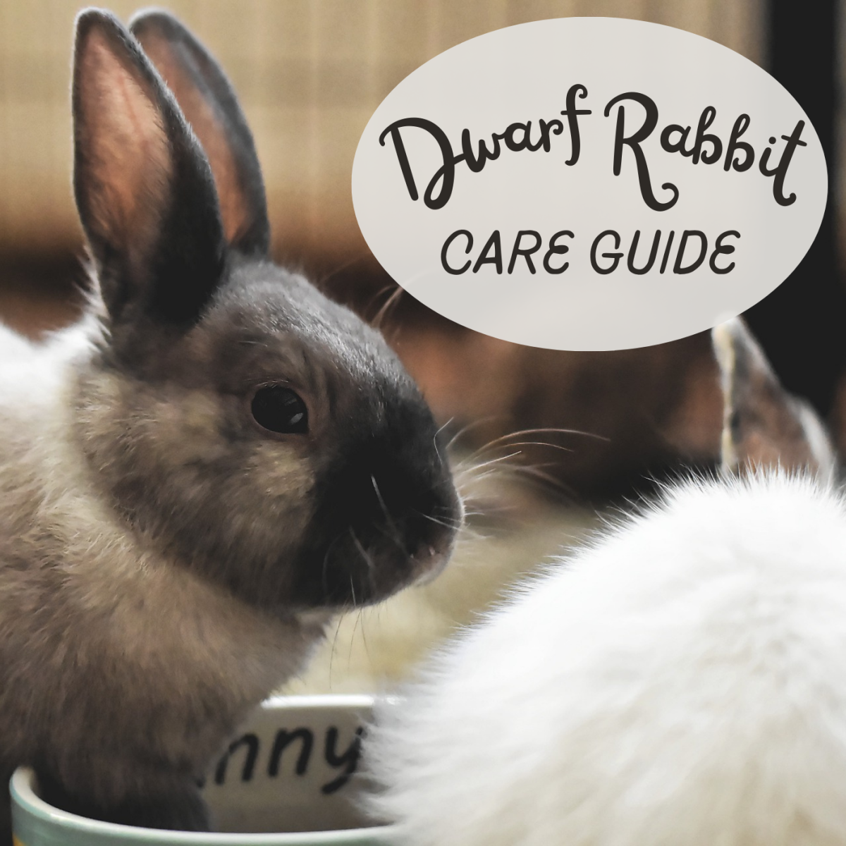 Care For Dwarf Bunnies