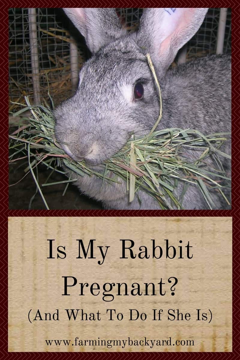 Care For Pregnant Rabbit Before And After Giving Birth