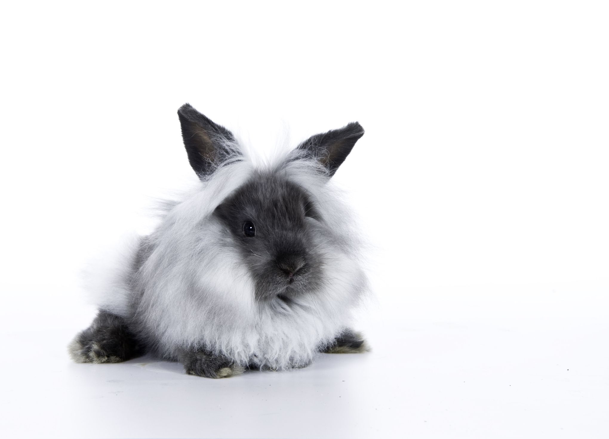 Care Requirements For Lionhead Lop Eared Rabbit