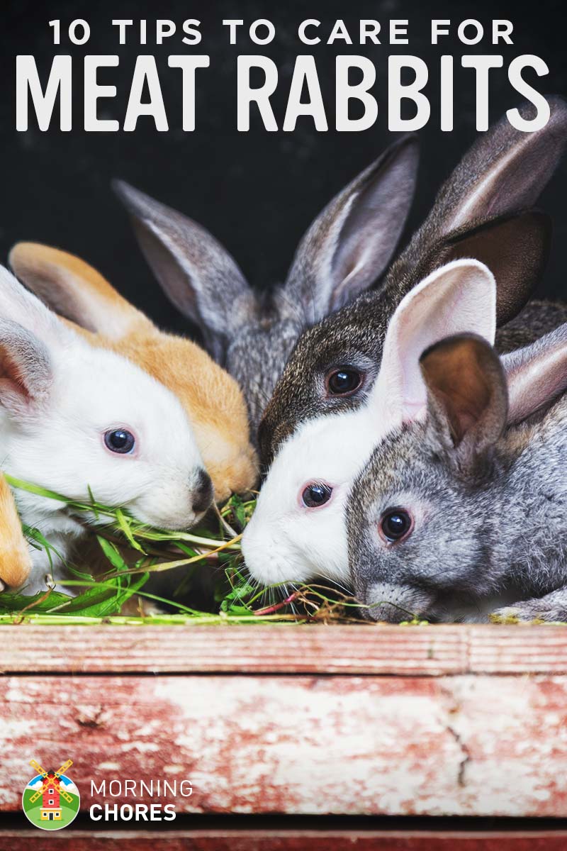 Care Tips For Nursing Rabbits