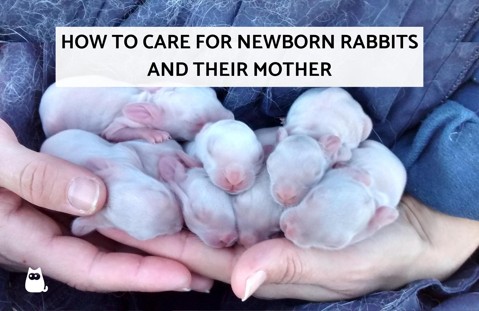 Caring For Baby Bunnies