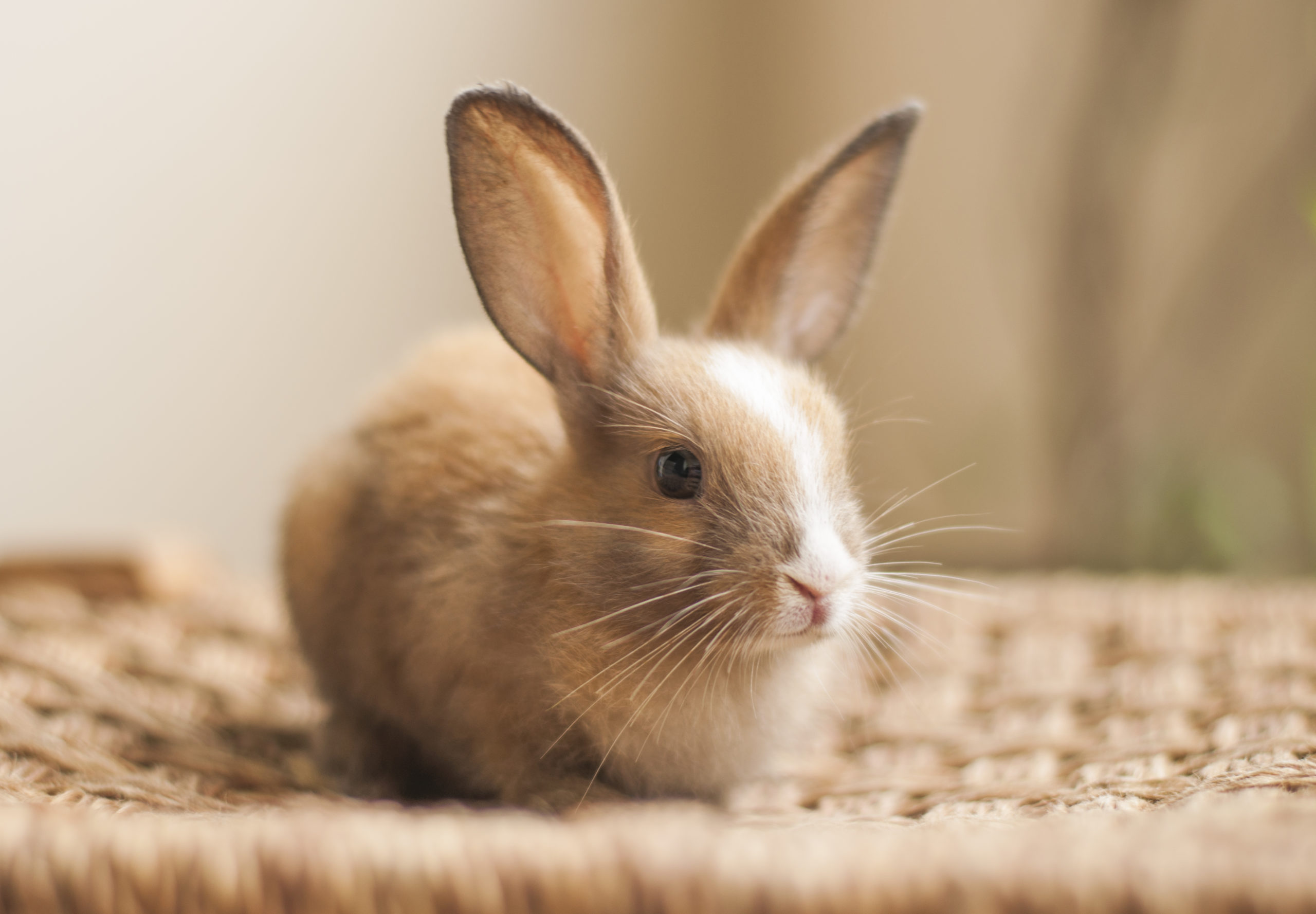 Caring For Your Bunny: What You Need To Know
