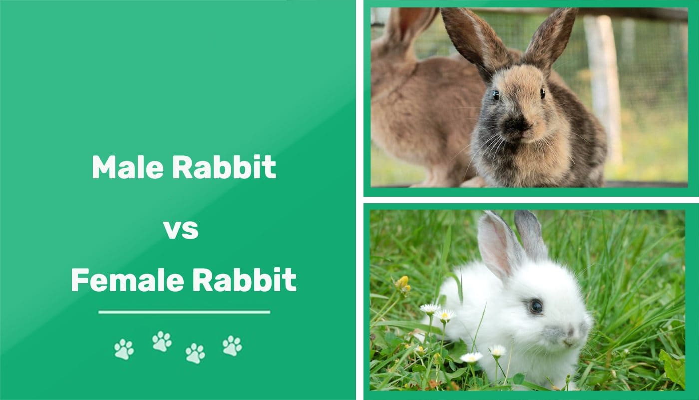 Characteristics Of Male And Female Rabbits