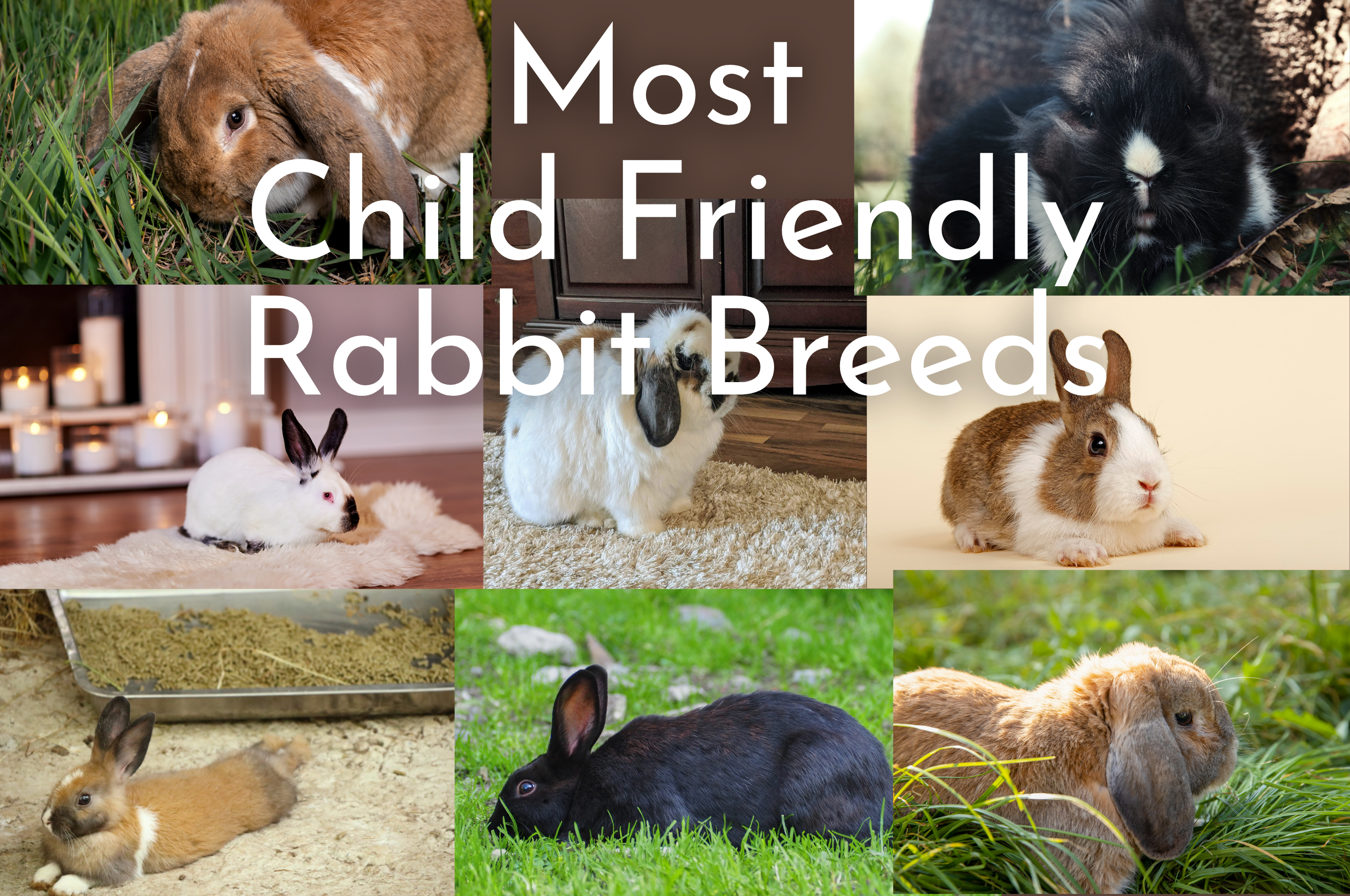 Choosing The Right Rabbit Breeds