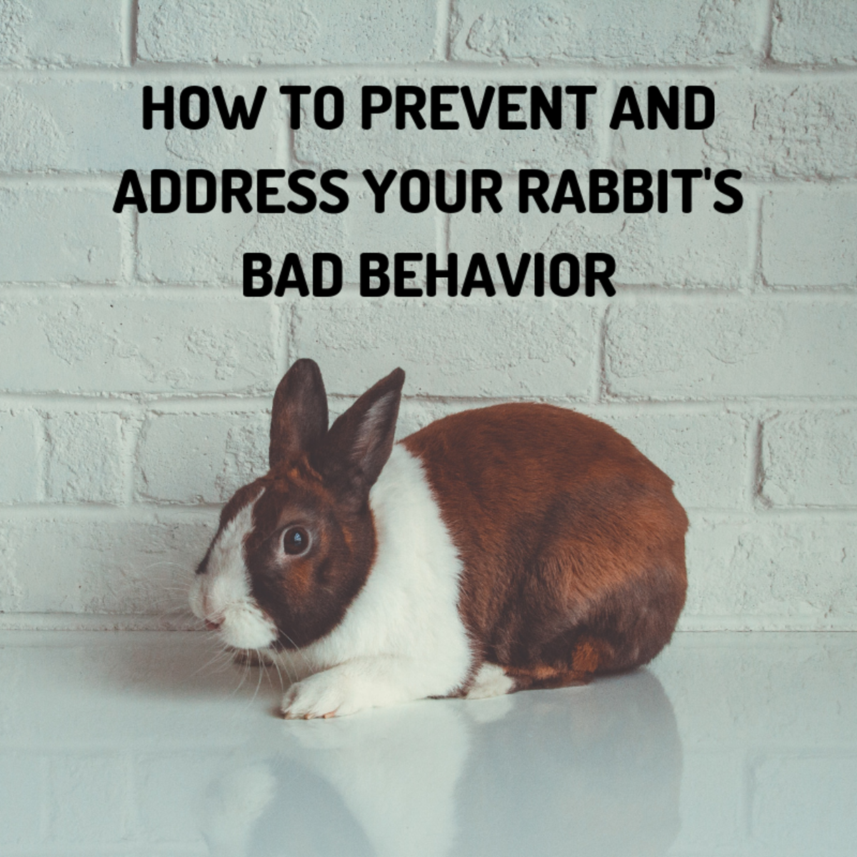 Common Behavioral Problems And Solutions