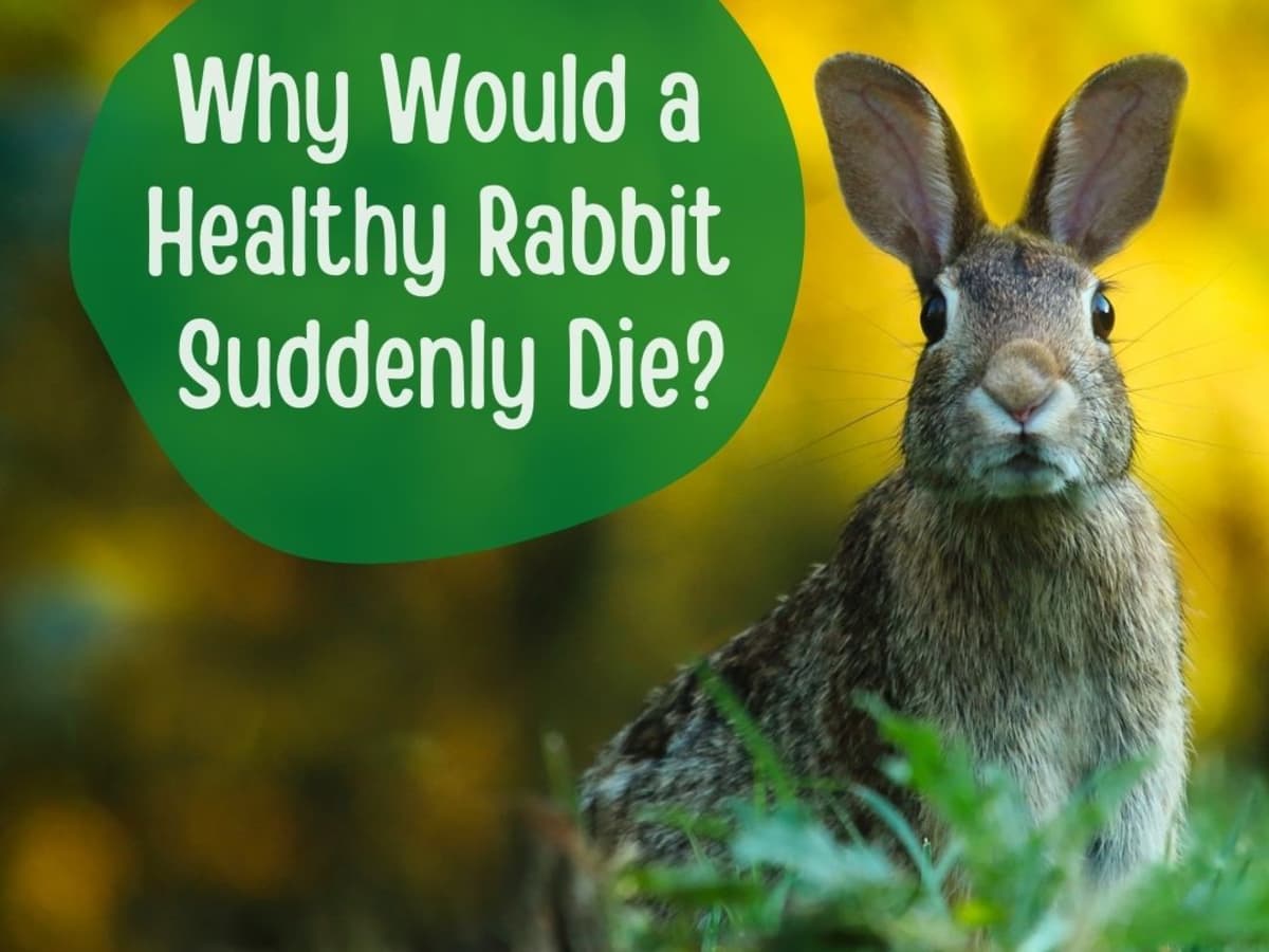 Common Reasons Why Rabbits Run Away