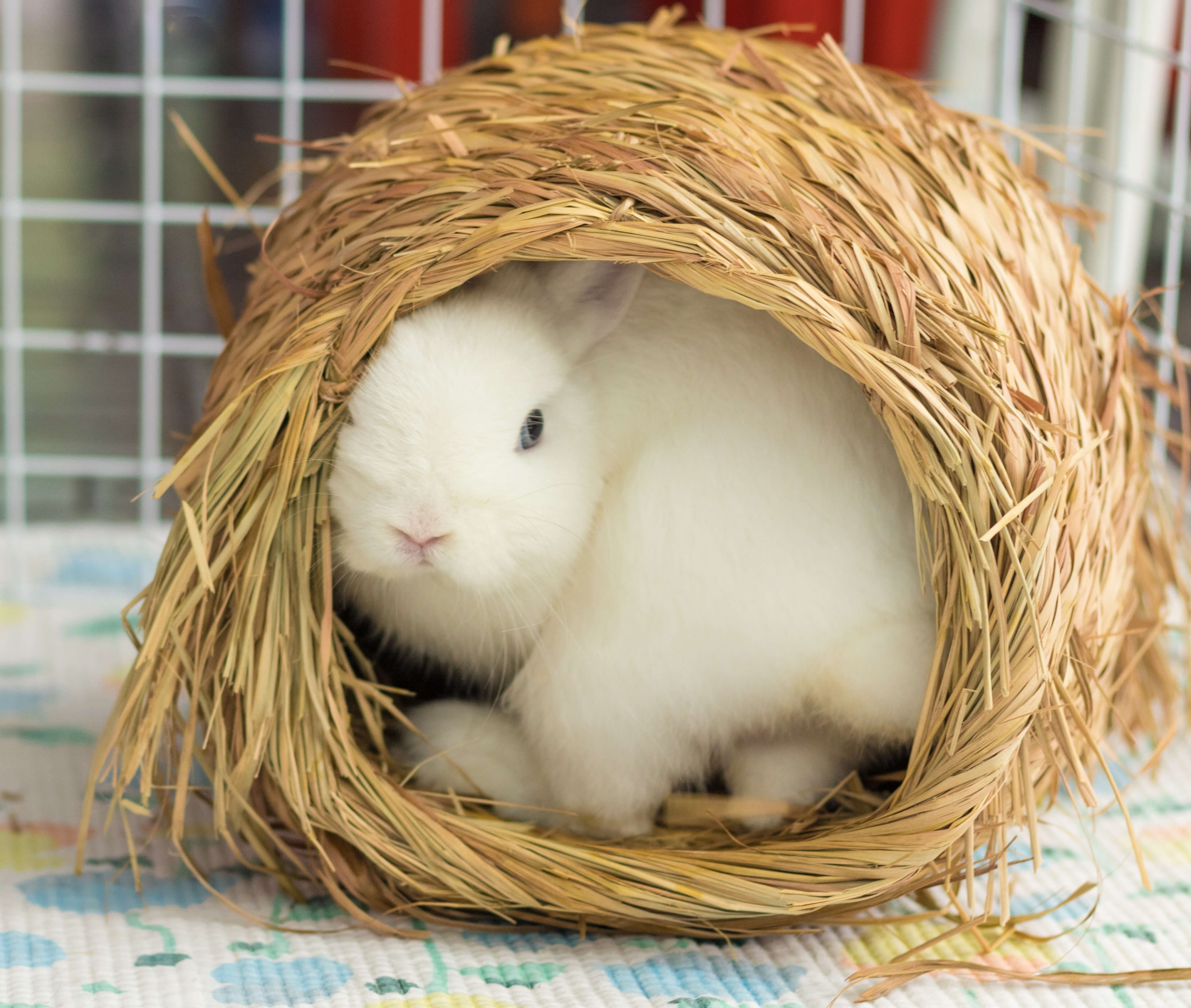 Considerations When Buying Pet Bunny Toys