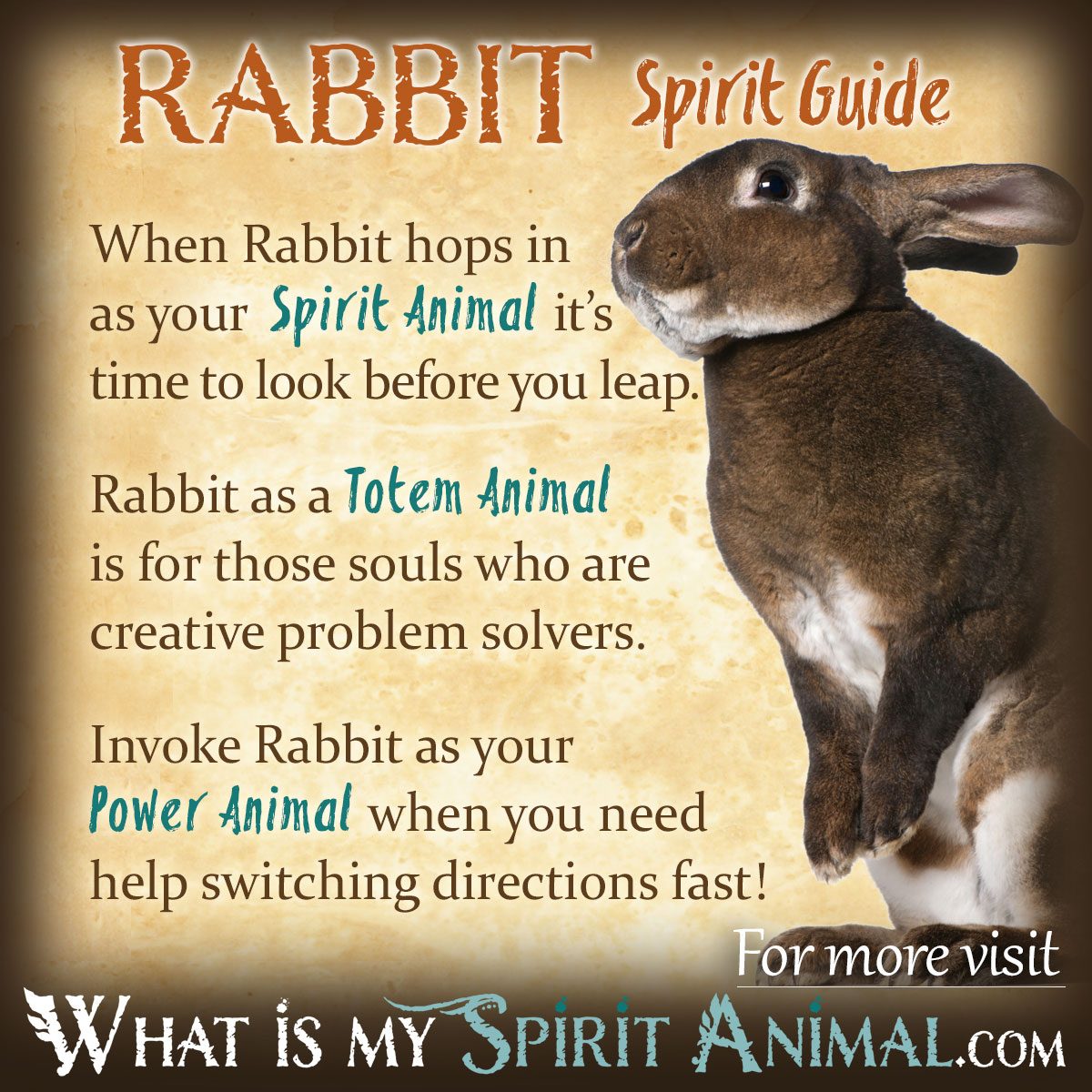 Definition Of Rabbit Nursing