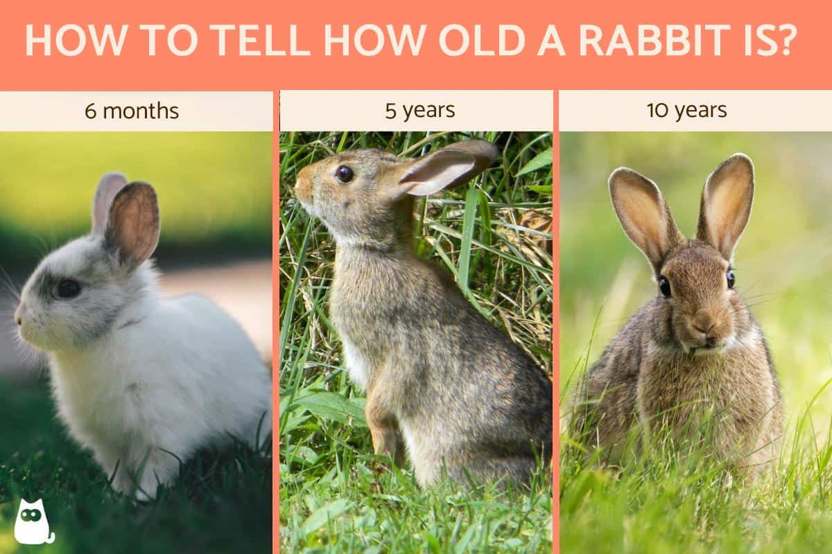 Differences Between A 1 Year Old And A 5 Month Old Rabbit