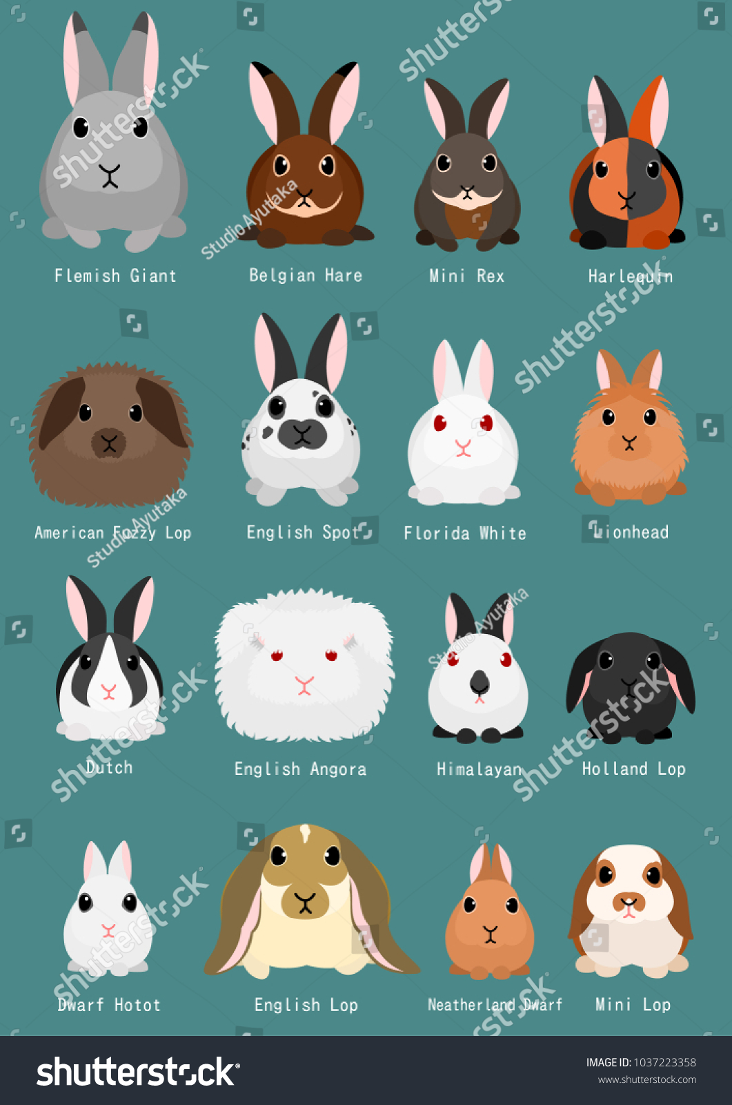 Different Sizes Of Rabbit Breeds