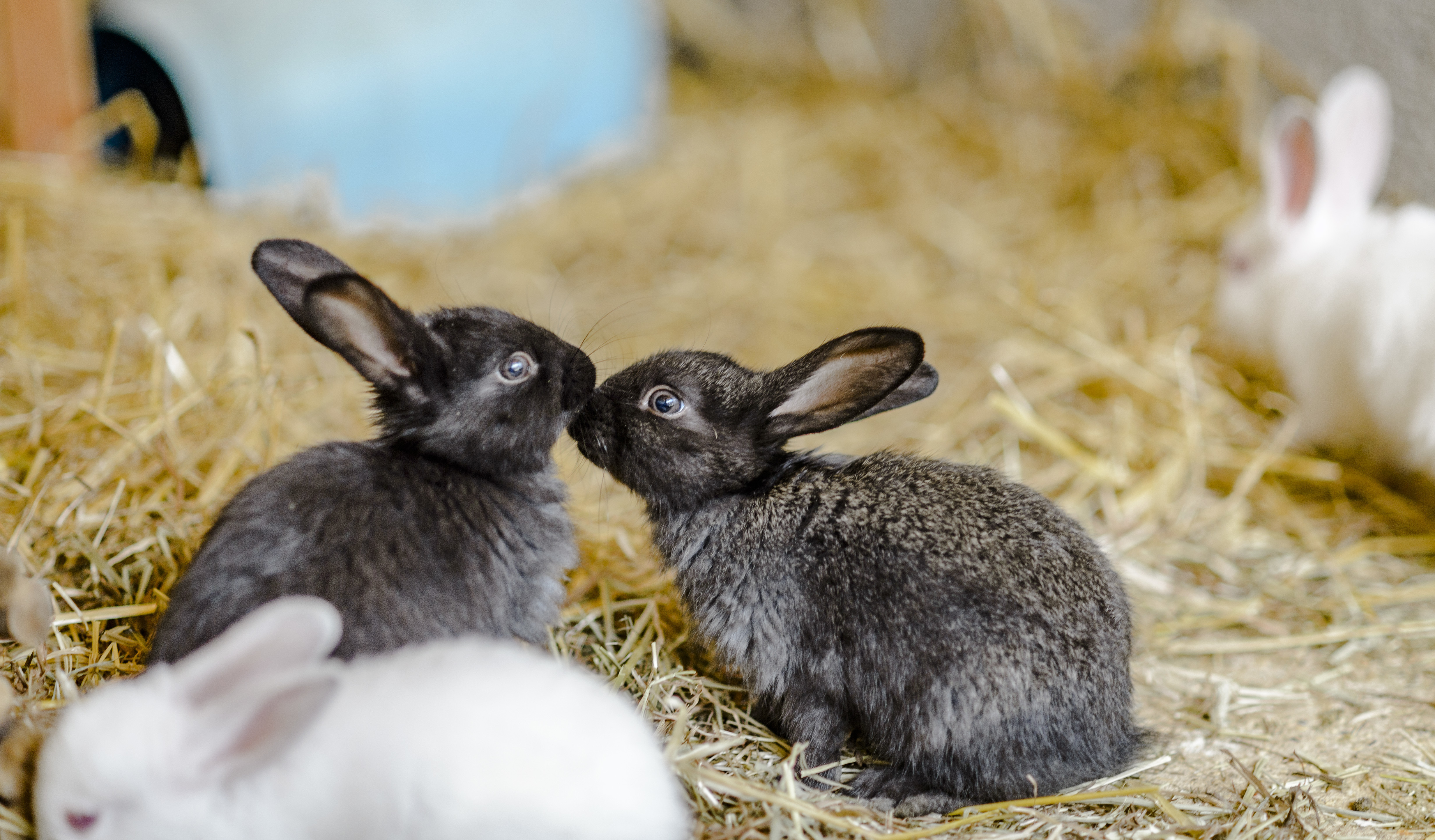 Discover The Amazing Age Of Bunnies: Everything You Need To Know About Rabbits