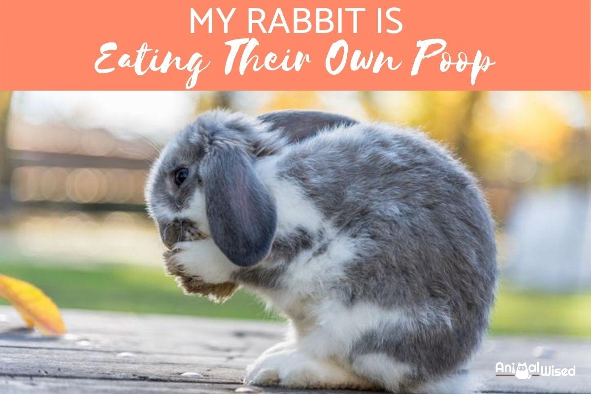 Do Bunnies Eat Their Poop?
