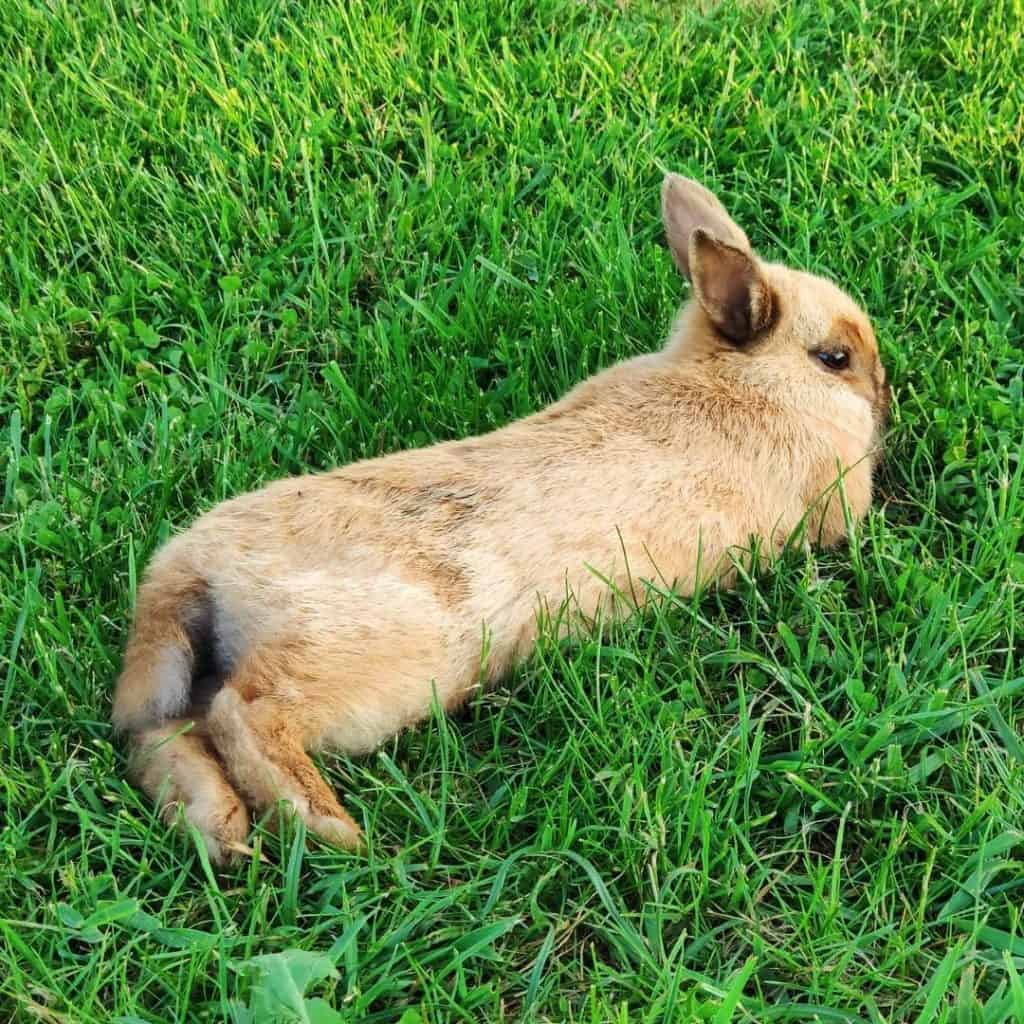Do Bunnies Have Tails?