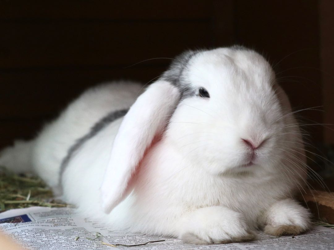 Do Rabbits Close Their Eyes When They Are Awake?