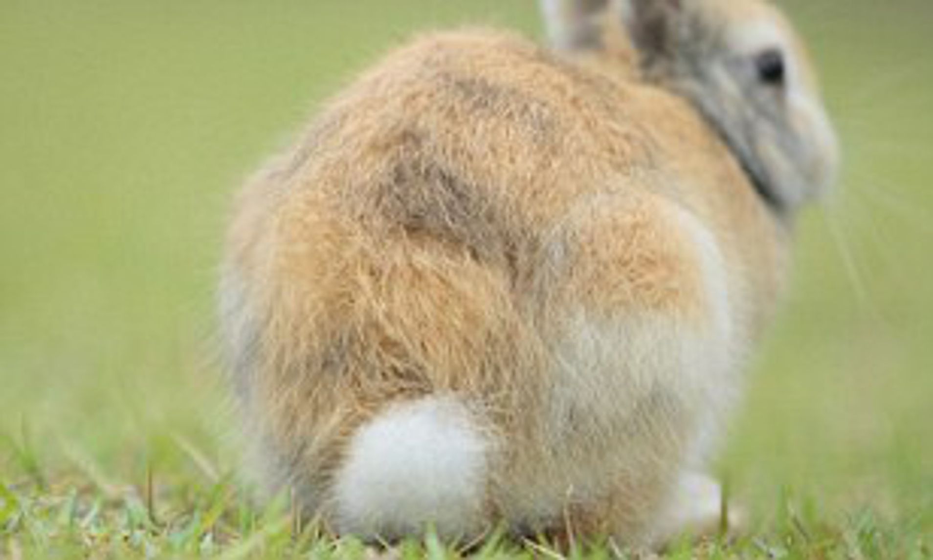Do Rabbits Have Long Tails?