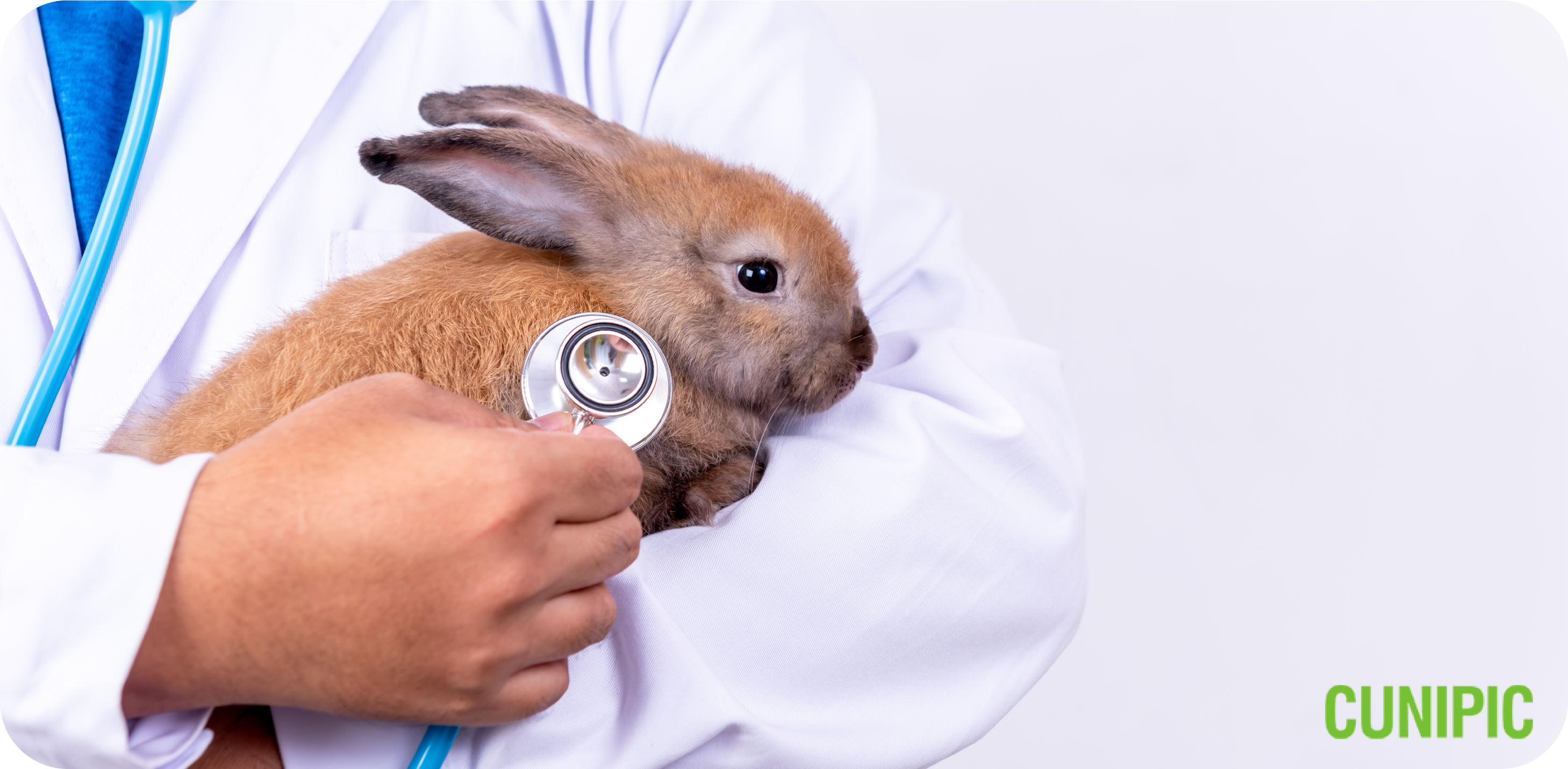 Dwarf Bunny Health Issues