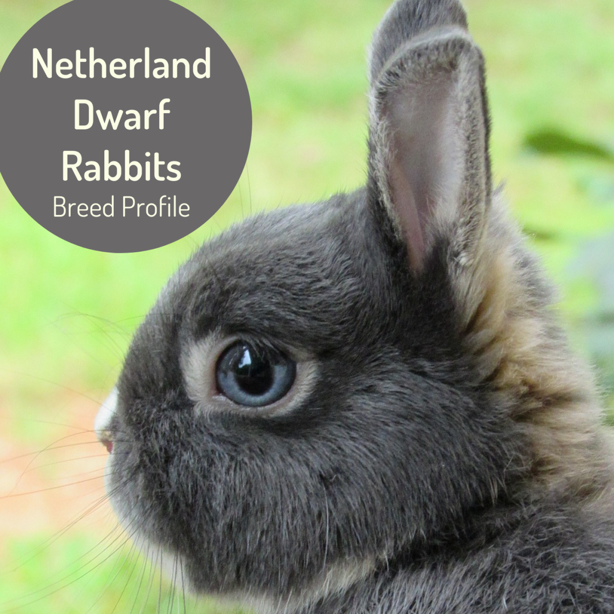Dwarf Bunny Pet Characteristics