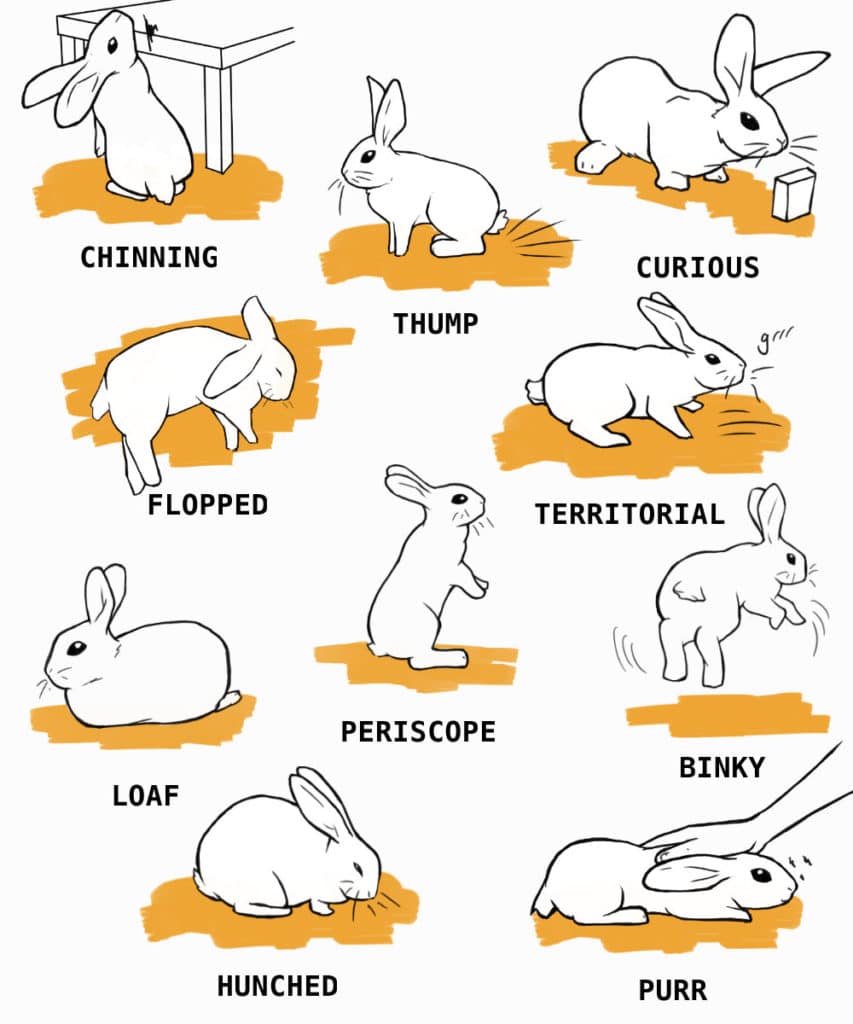 Essential Care For Rabbits