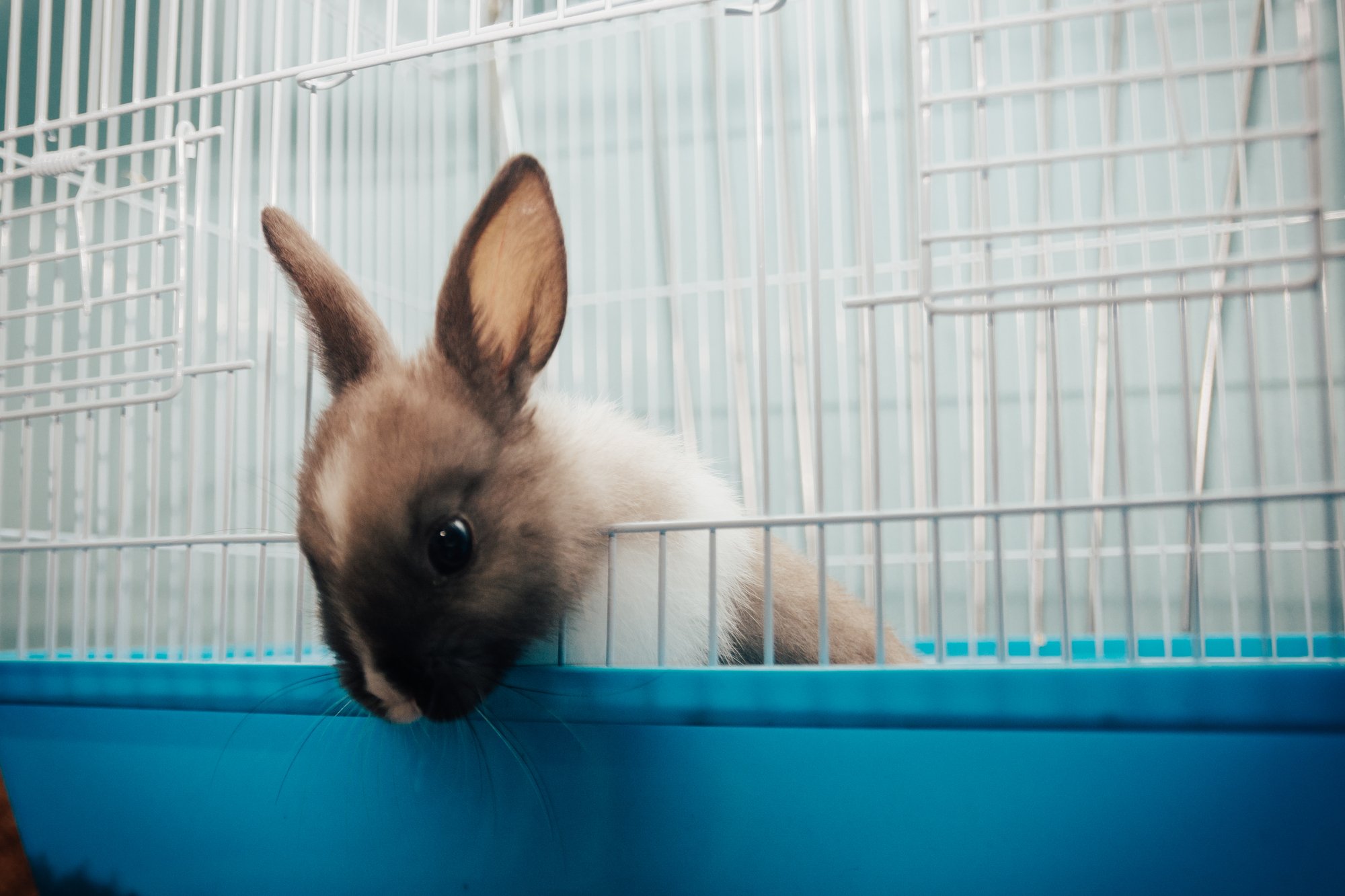 Factors Affecting Baby Bunny Jumping Ability
