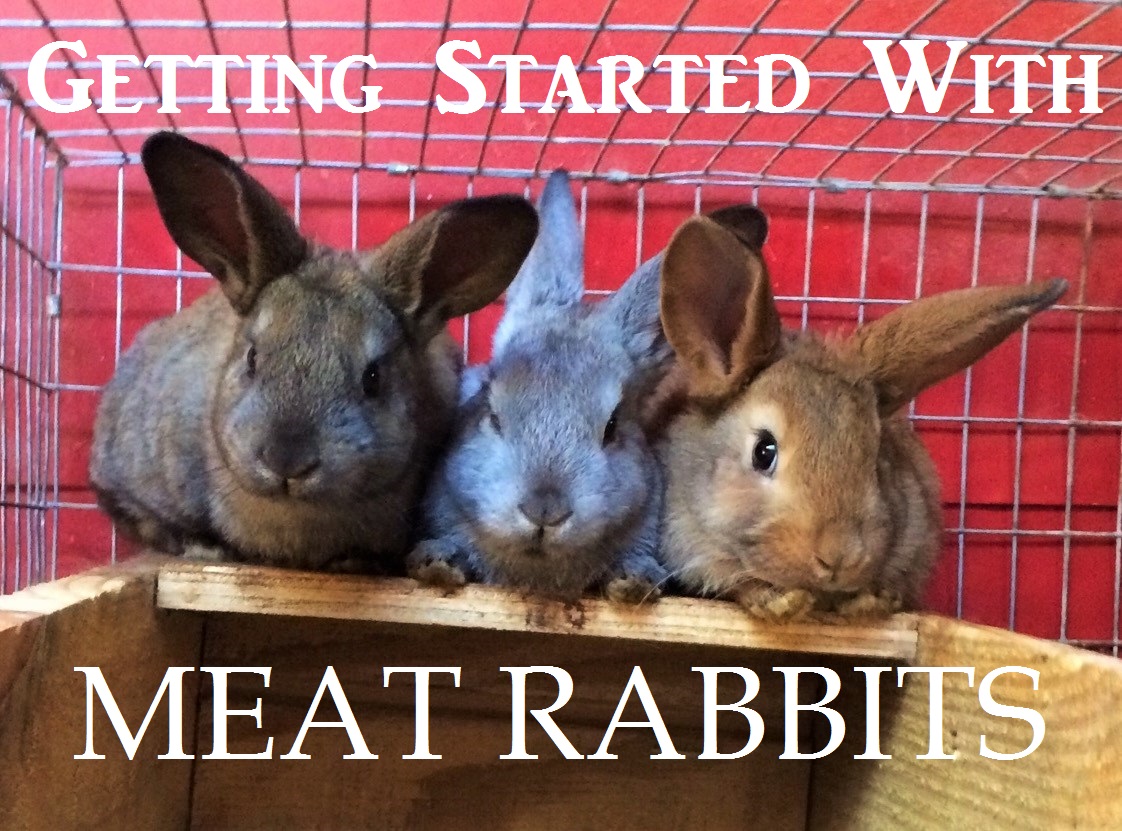 Feeding Weaned Rabbits