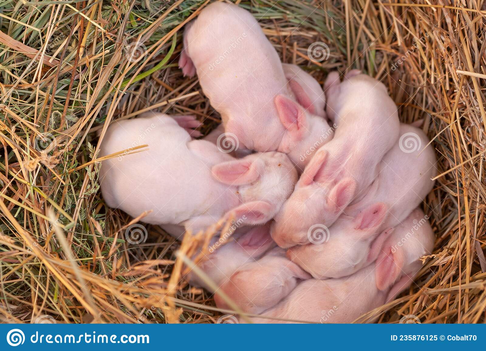 Five Day Old Rabbits