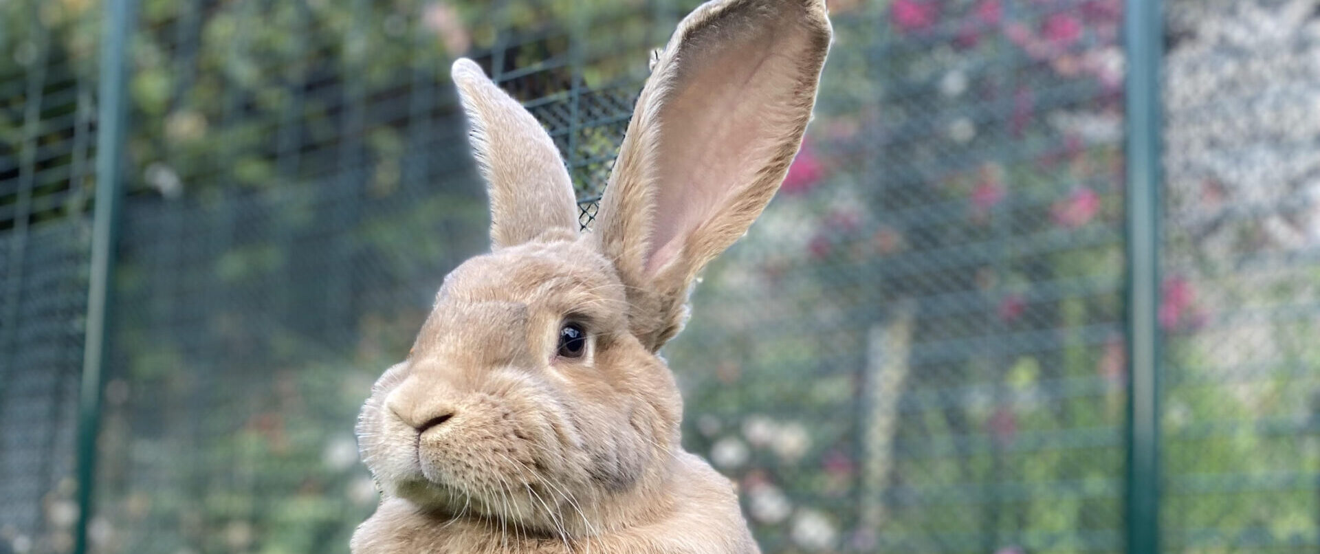 Health Benefits Of Rabbit Ownership
