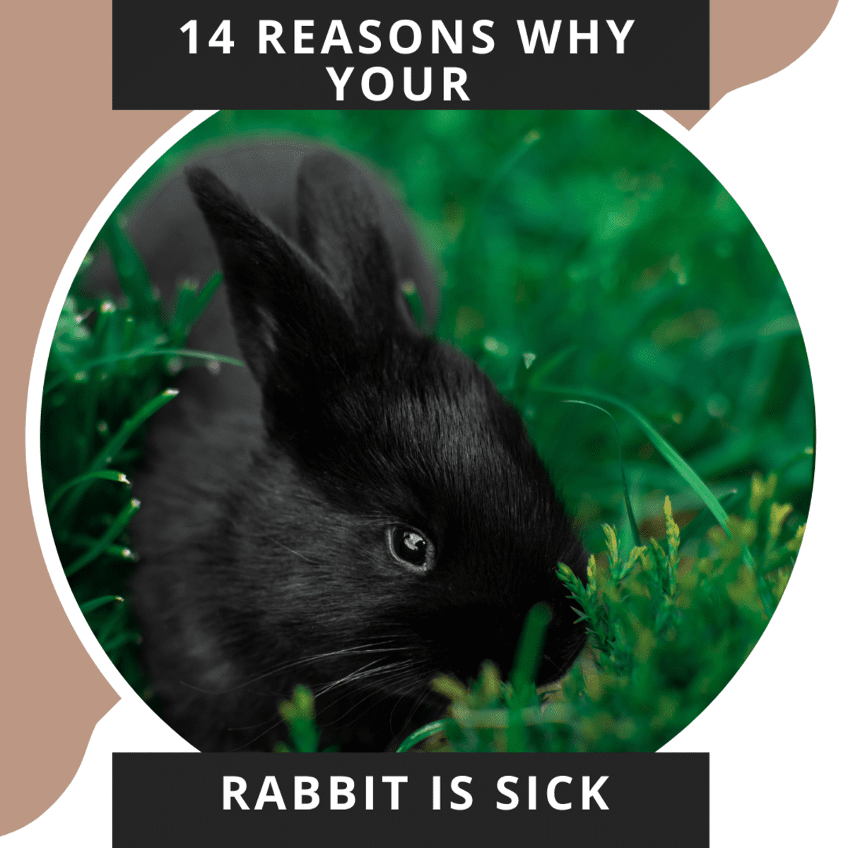 Health Considerations For A 1 Year Old Rabbit
