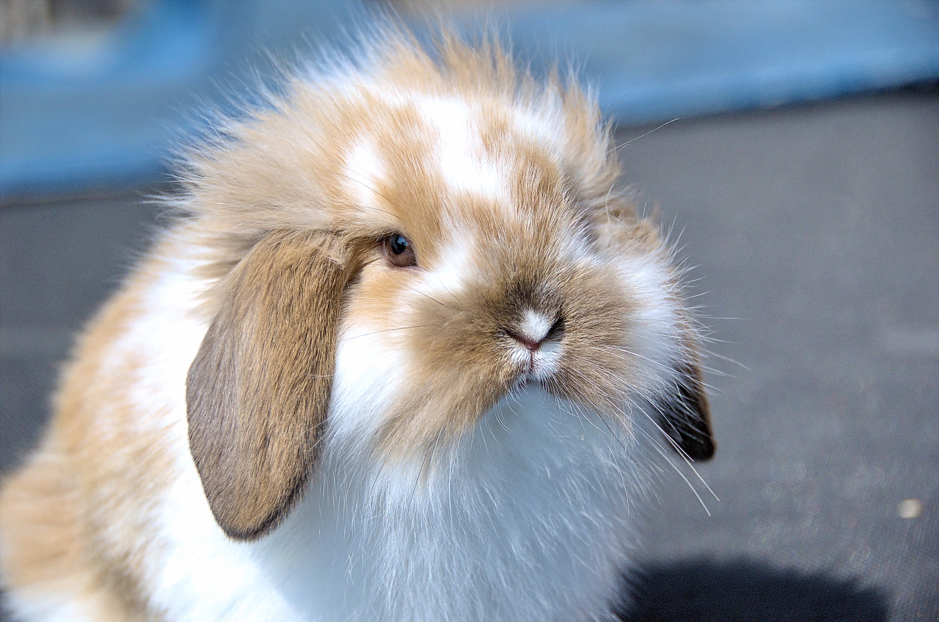 Health Issues And Concerns For Lionhead Lop Eared Rabbit