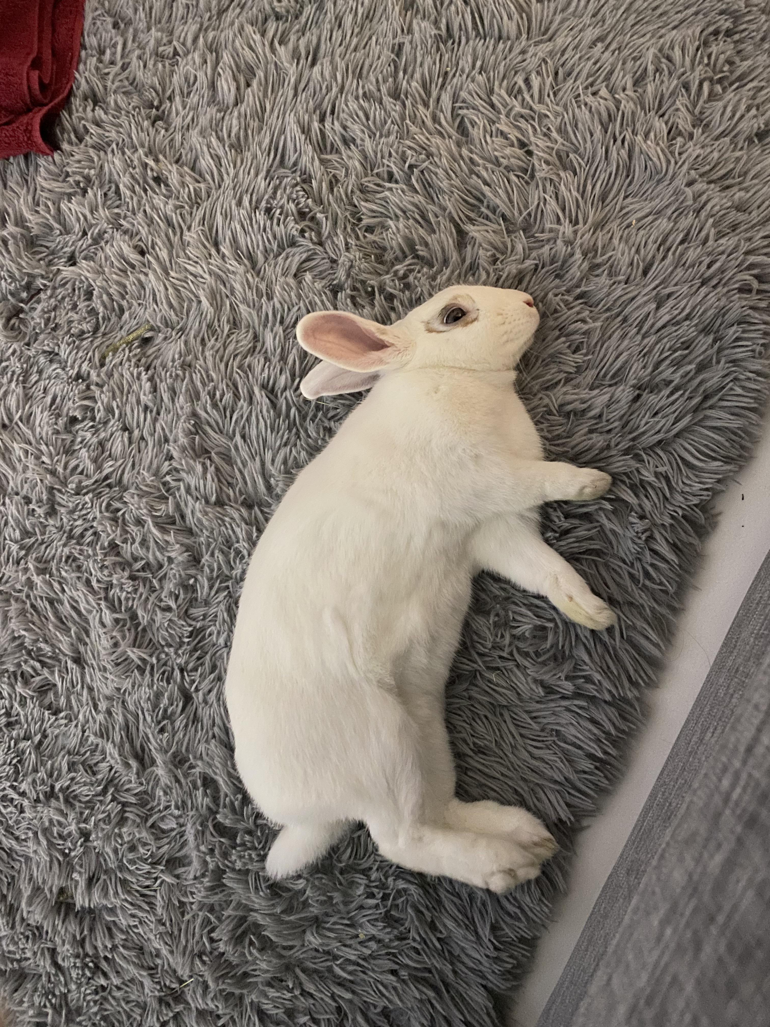 History Of The Relaxed Bunny