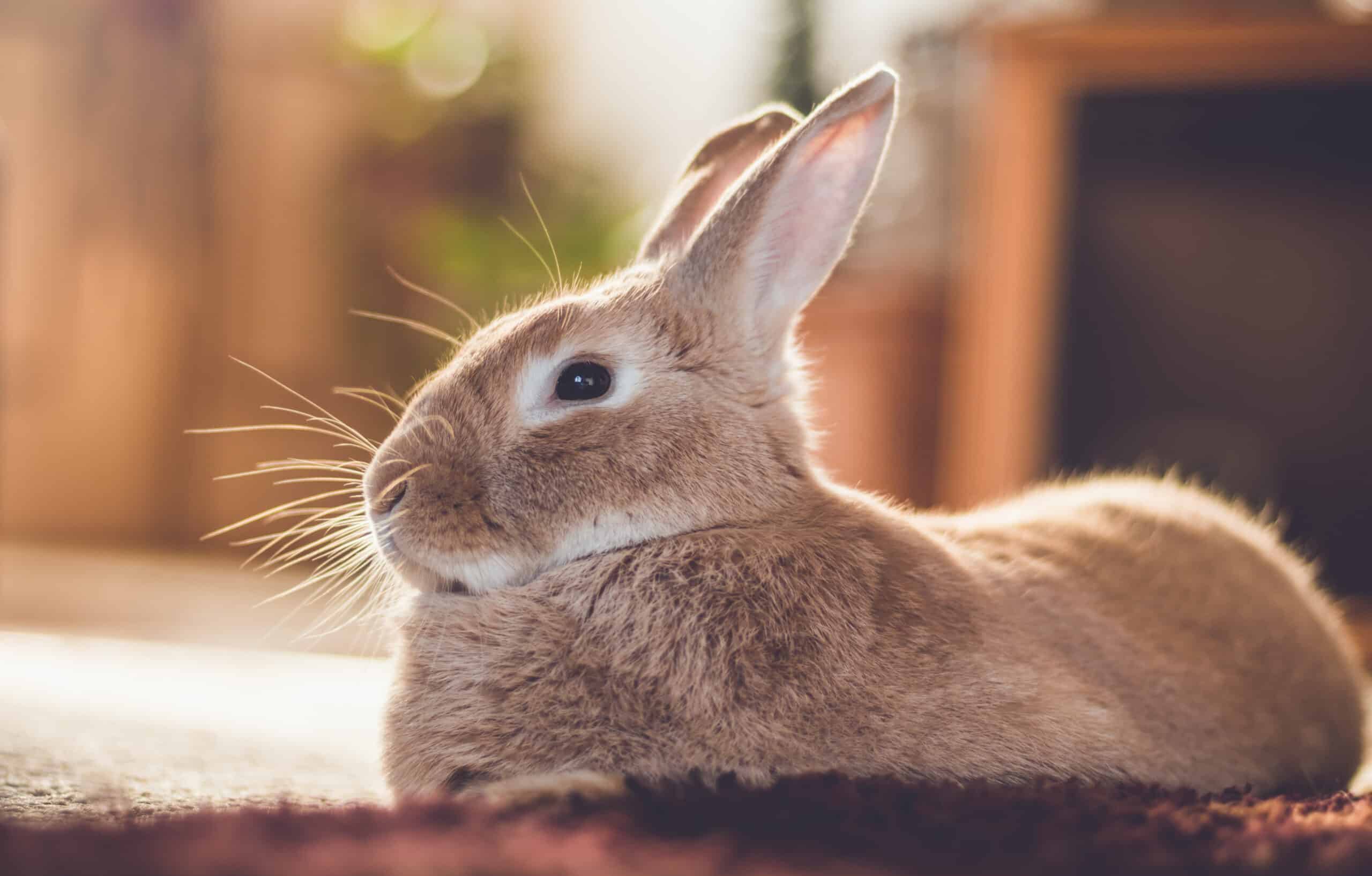 Housing Considerations For A 1 Year Old Rabbit